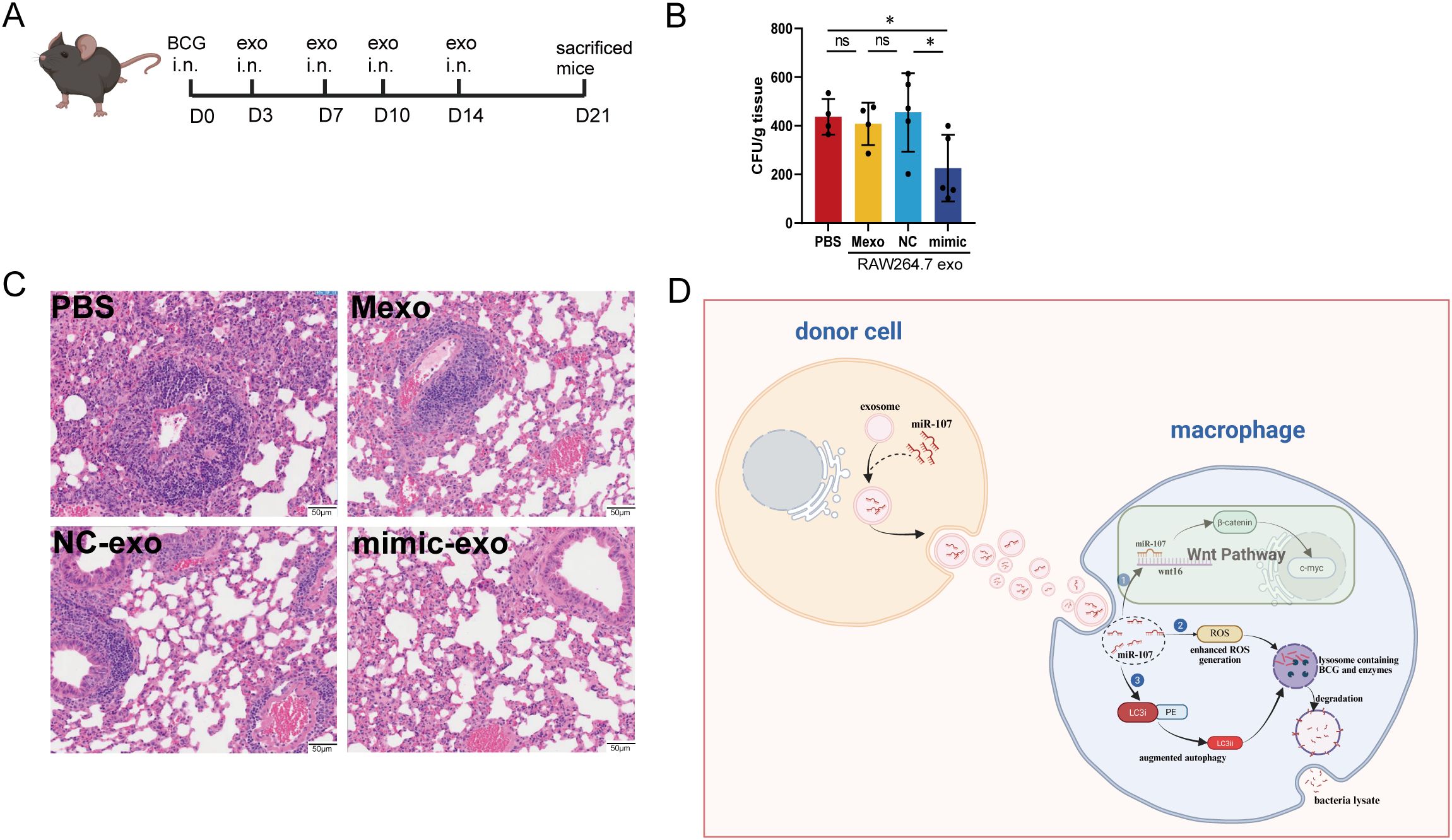 Experiment illustration showing: (A) Timeline for BCG and exosome treatment in mice from day 0 to day 21. (B) Bar chart showing CFU in tissue across groups: PBS, Mexo, NC, mimic, with significant differences marked by asterisks. (C) Histology images of lung tissues under different treatments: PBS, Mexo, NC-exo, and mimic-exo. (D) Diagram of donor cell and macrophage interaction, detailing exosome release and effects on the Wnt Pathway and autophagy.