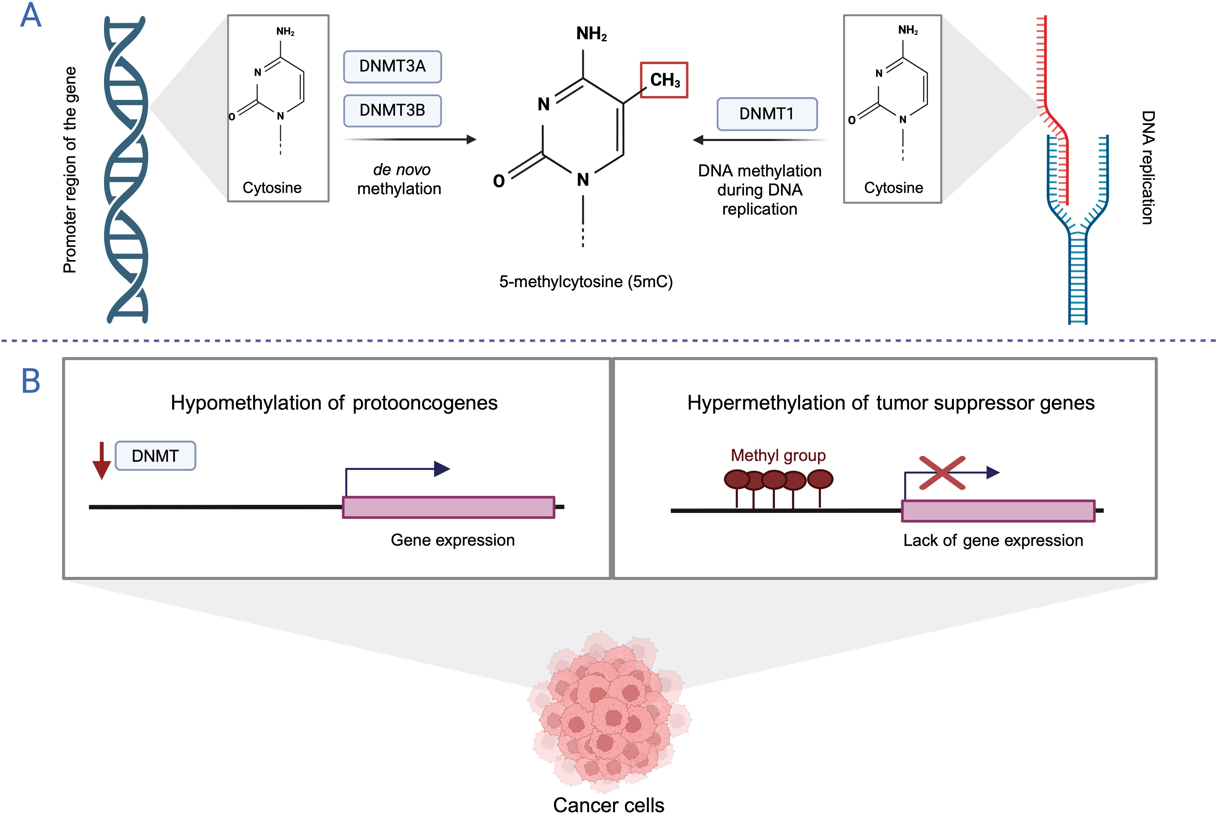 Diagram detailing DNA methylation processes. Section A shows de novo methylation by DNMT3A/3B converting cytosine to 5-methylcytosine (5mC), and DNMT1 maintaining methylation during replication. Section B illustrates hypomethylation in proto-oncogenes leading to gene expression and hypermethylation of tumor suppressor genes resulting in lack of expression, associated with cancer cells.