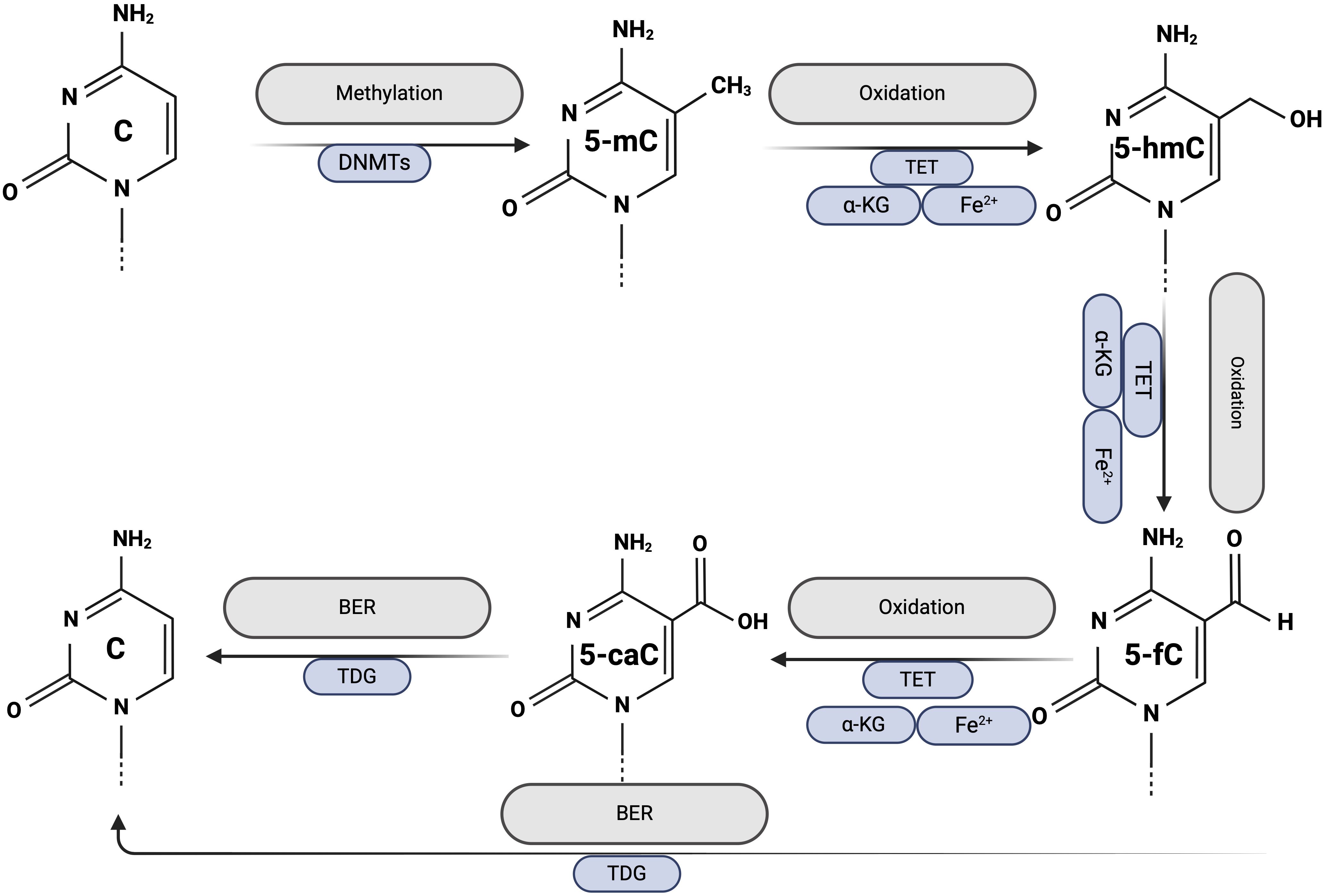 Diagram showing the cytosine modification pathway. Cytosine (C) undergoes methylation via DNMTs to become 5-methylcytosine (5-mC). 5-mC undergoes oxidation by TET with alpha-KG and Fe2+ to form 5-hydroxymethylcytosine (5-hmC), then further oxidized to 5-formylcytosine (5-fC), and finally 5-carboxylcytosine (5-caC). 5-caC is converted back to cytosine through base excision repair (BER) involving TDG.