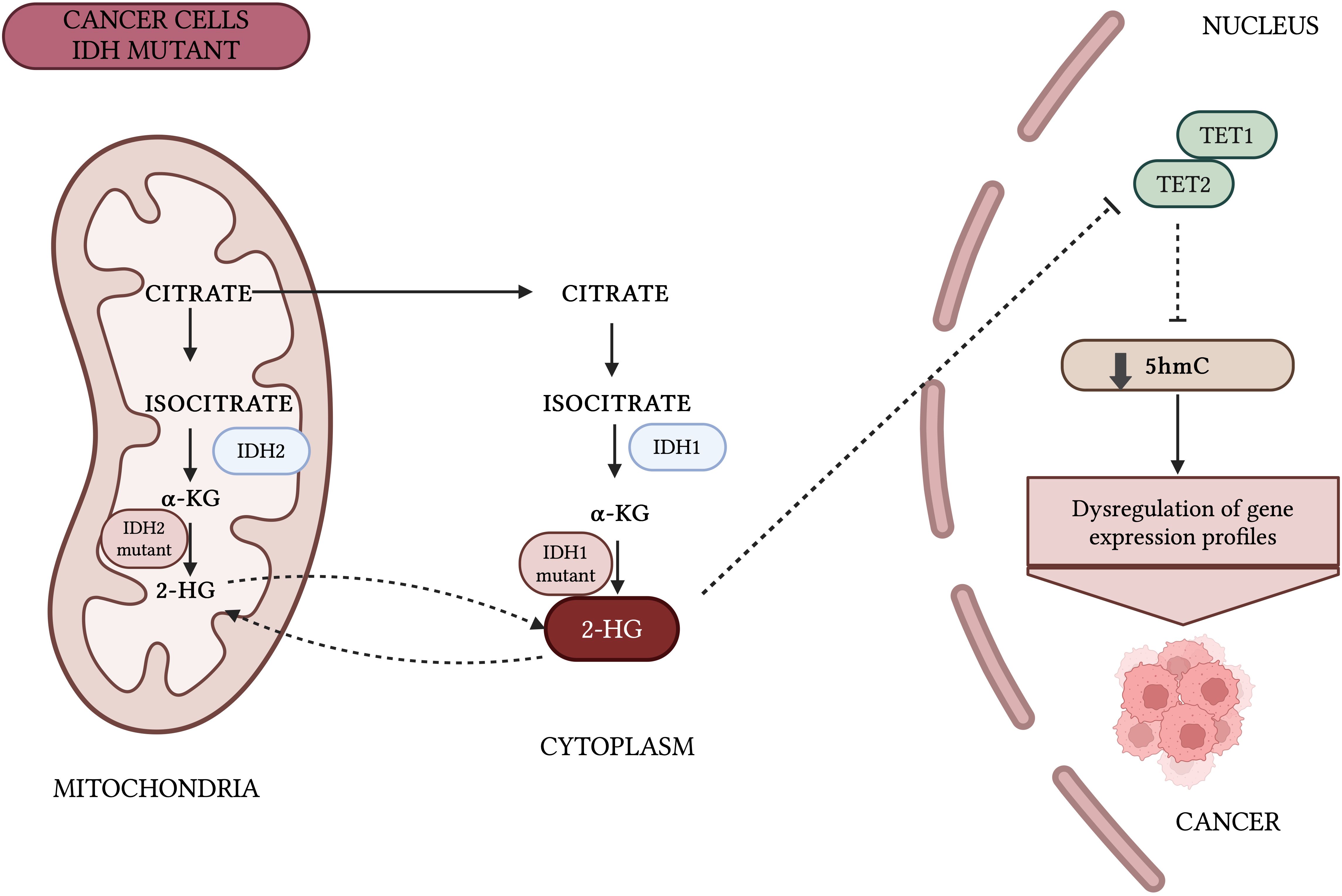 Diagram depicting the metabolic pathway of mutant IDH in cancer cells. In mitochondria, citrate converts to isocitrate, transforming into alpha-KG via IDH2, leading to 2-HG production in the cytoplasm. Mutant IDH1 further converts alpha-KG to 2-HG, inhibiting TET enzymes in the nucleus, reducing 5hmC levels, and causing gene expression dysregulation, associated with cancer development.