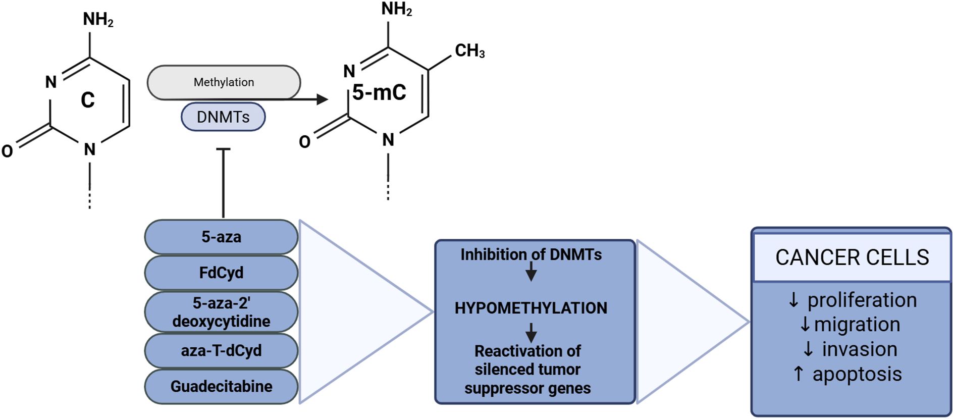 Diagram illustrating the process of DNA methylation and its inhibition in cancer cells. Cytidine is methylated by DNMTs to form 5-methylcytosine. DNMT inhibitors like 5-aza and others lead to hypomethylation, reactivating tumor suppressor genes, which reduces cancer cell proliferation, migration, and invasion, and increases apoptosis.