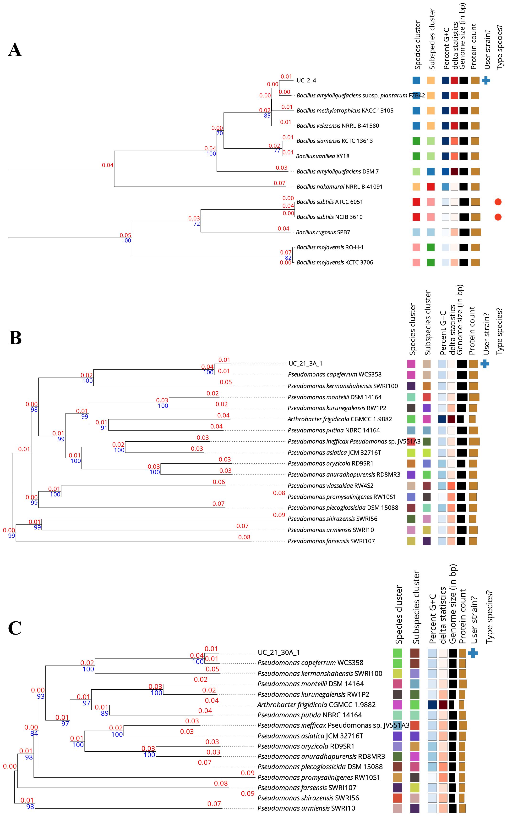 The image presents three phylogenetic trees labeled A, B, and C. Each tree displays relationships based on genetic data for Bacillus and Pseudomonas species. Clusters are indicated with colored boxes on the right, detailing species and subspecies, genome size, GC content, protein count, user strain identification, and type species status. Each branch has numerical support values and divergence values in red, showing evolutionary distances.