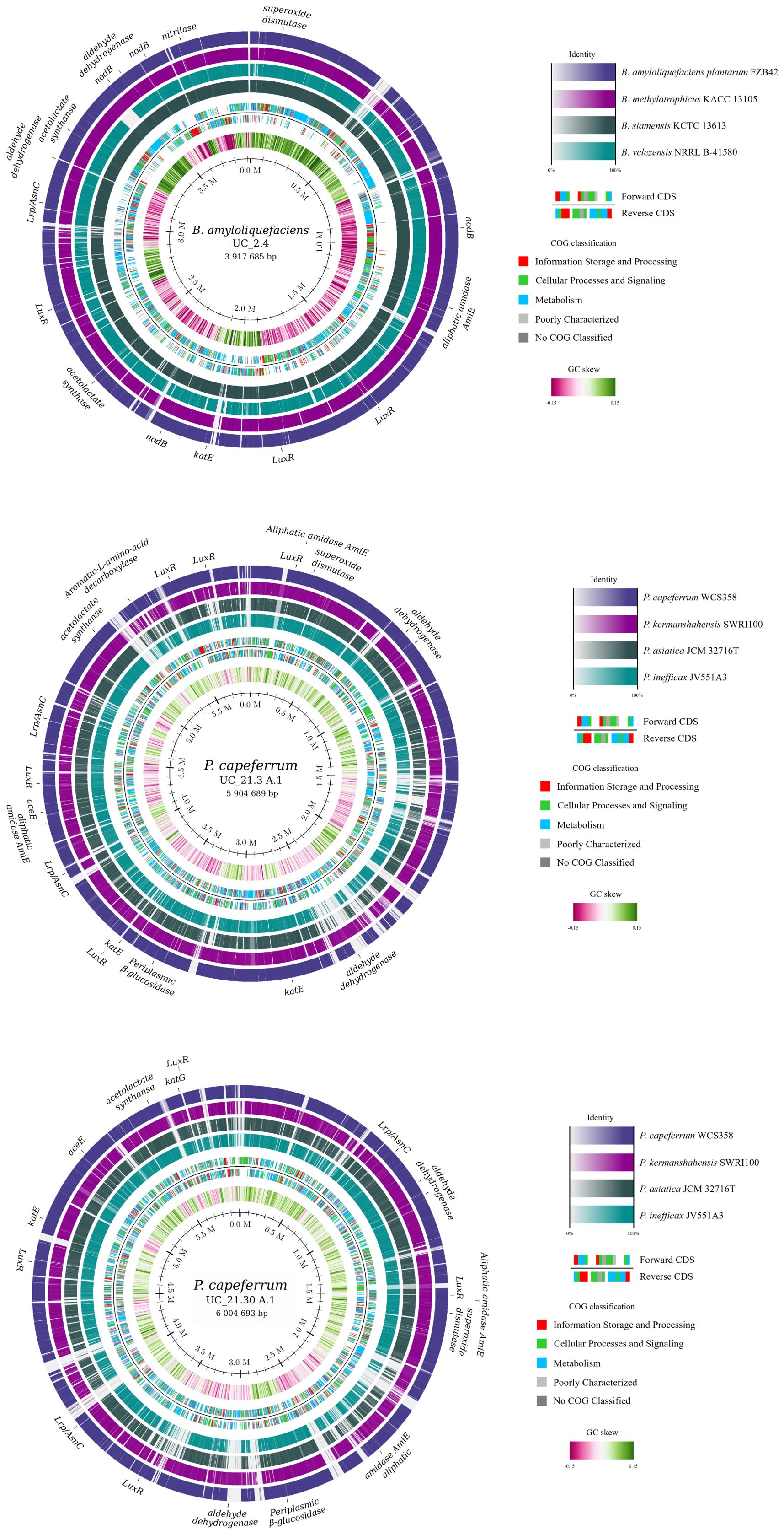 Circular genome maps for three bacteria: *Bacillus amyloliquefaciens* UC_2.4, *Pseudomonas capeferrum* UC_21.3_A.1, and *Pseudomonas capeferrum* UC_21.30_A.1. Each map includes concentric rings depicting gene features, COG classification, GC skew, and identity with related strains. Reference colors and descriptions are provided in legends beside each map.