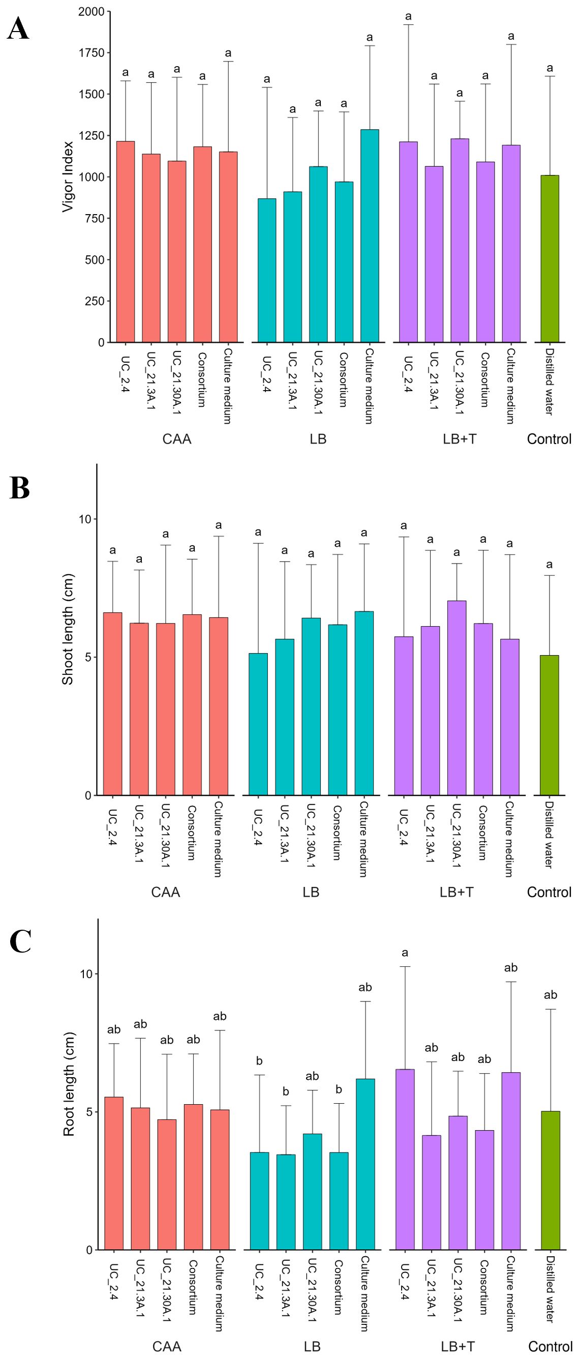 Bar charts labeled A, B, and C display plant growth parameters across different culture media and controls. Chart A shows the vigor index, chart B shows shoot length, and chart C shows root length. Each chart compares samples (UC-2_4, UC-2_13A.1, UC-2_13OA.1, Consortium, Culture medium) under CAA, LB, and LB+T conditions. Distilled water serves as control. Data points are annotated with letters indicating statistical significance.