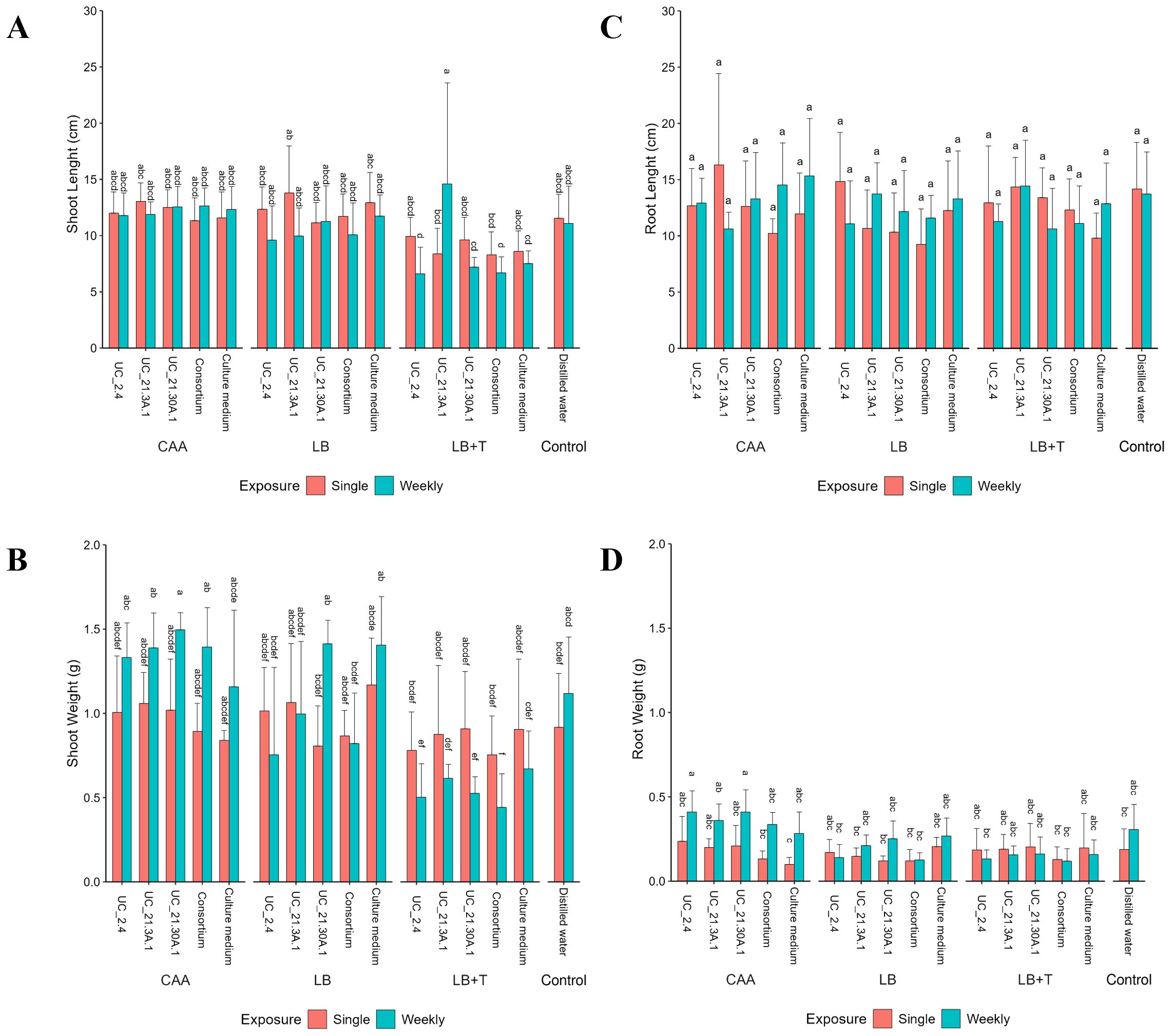 Bar charts labeled A, B, C, and D show plant growth metrics for different treatments: CAA, LB, LB+T, and Control, comparing single and weekly exposures. Chart A displays shoot length, B shows shoot weight, C indicates root length, and D presents root weight. Each chart uses red for single exposure and teal for weekly exposure. Error bars suggest variability or standard deviation. Labels such as UC 2-3, UC 2-4, and others denote specific treatment groups.