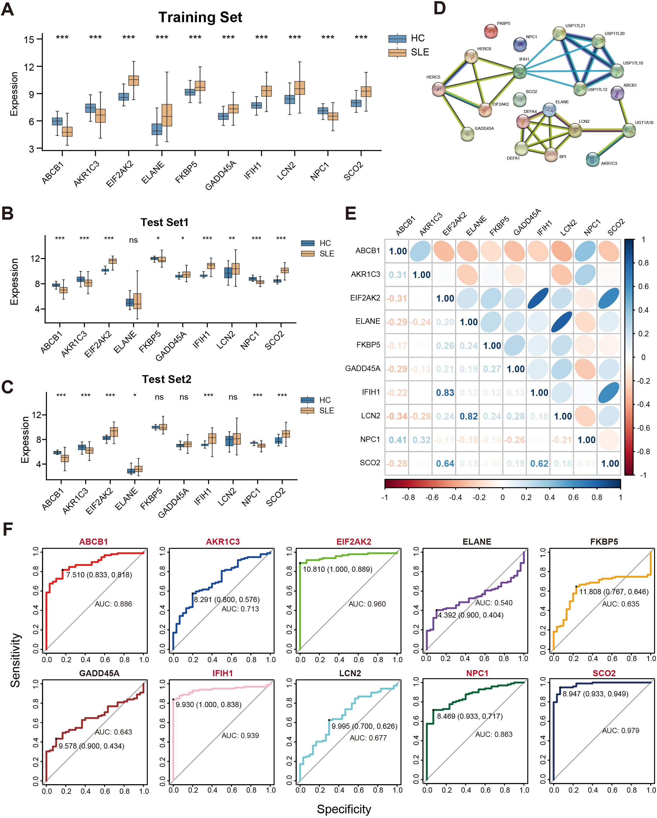 Box plots (A, B, C) show gene expression comparisons between healthy controls (HC) and systemic lupus erythematosus patients (SLE) across different test sets. Network diagram (D) displays protein interactions. Correlation matrix (E) illustrates relationships among genes with color coding. Receiver operating characteristic (ROC) curves (F) evaluate diagnostic performance of genes, with area under the curve (AUC) values provided for each.