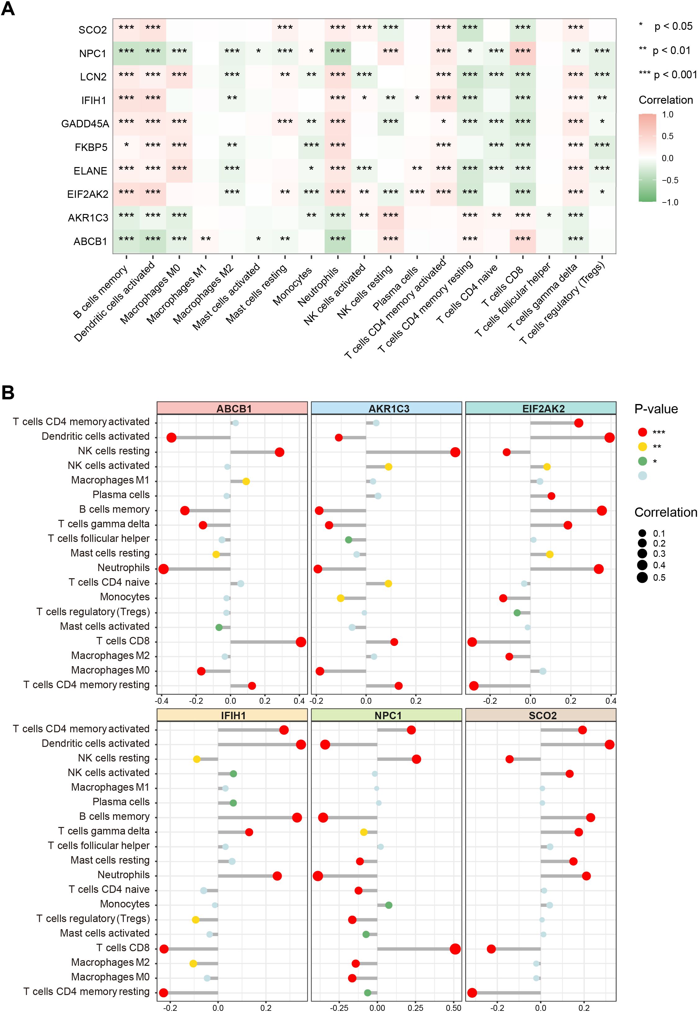 Two panels display correlation analyses of different genes with immune cell types. Panel A shows a heatmap utilizing a color gradient from red (positive correlation) to green (negative correlation) with significance levels marked by asterisks. Panel B features dot plots for multiple genes (e.g., ABCC1, AKR1C3) with dot color indicating p-value significance and size showing correlation magnitude.