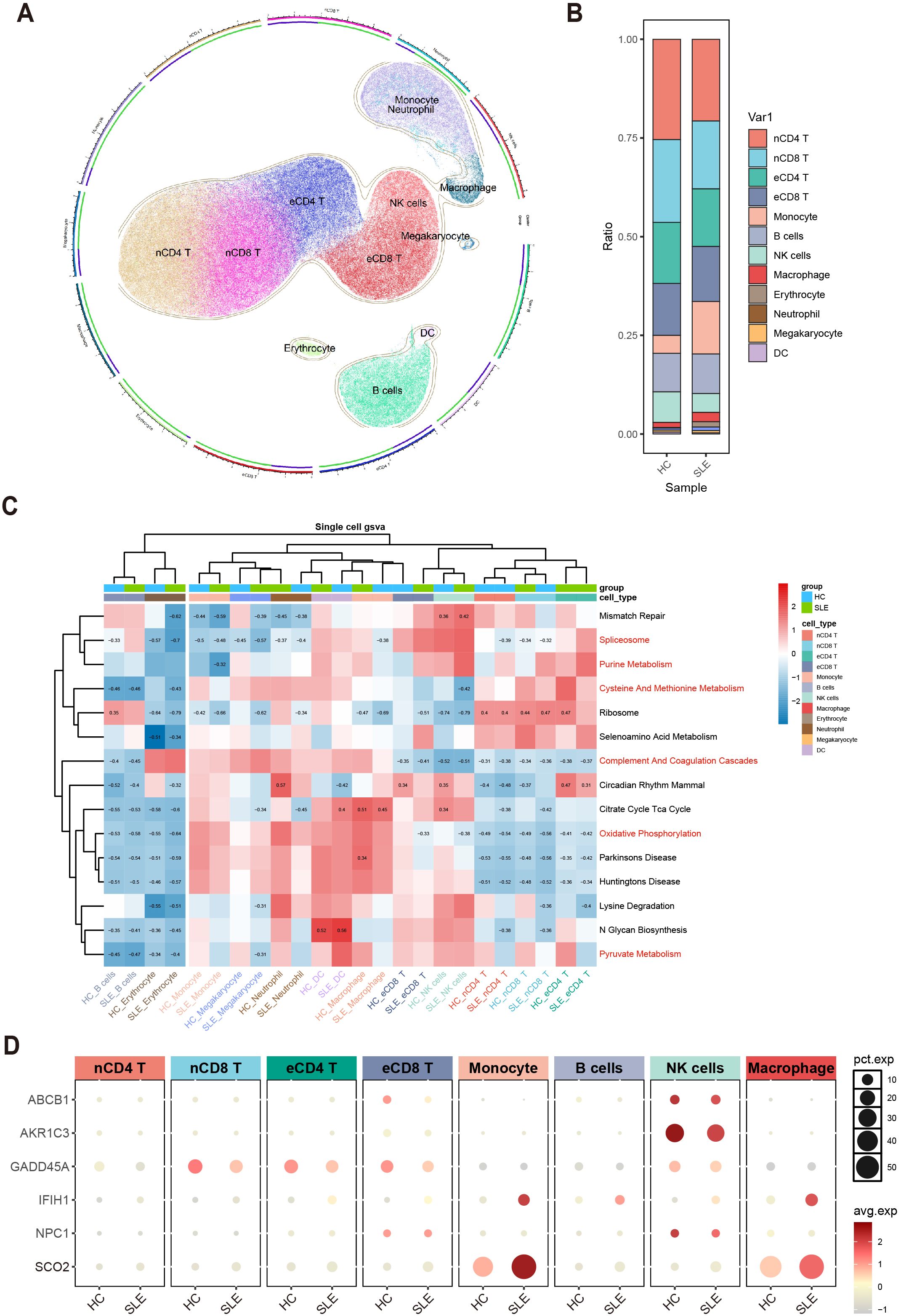 A series of graphics representing cellular data analysis: (A) A circular UMAP plot with various clusters labeled nCD4 T, nCD8 T, eCD4 T, eCD8 T, monocytes, B cells, NK cells, among others, in distinct colors. (B) A bar chart depicting cell type ratios in HC and SLE samples in different colors. (C) A heatmap showing single-cell GSVA data with color-coded clusters indicating pathways like mismatch repair and pyruvate metabolism, divided by cell type and group. (D) Dot plots illustrating gene expression distribution among various cell types across HC and SLE groups, sized by pct.exp and shaded by avg.exp.