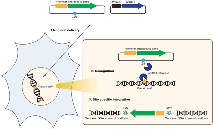 Frontiers  Neuroprotective therapies in glaucoma: II. Genetic