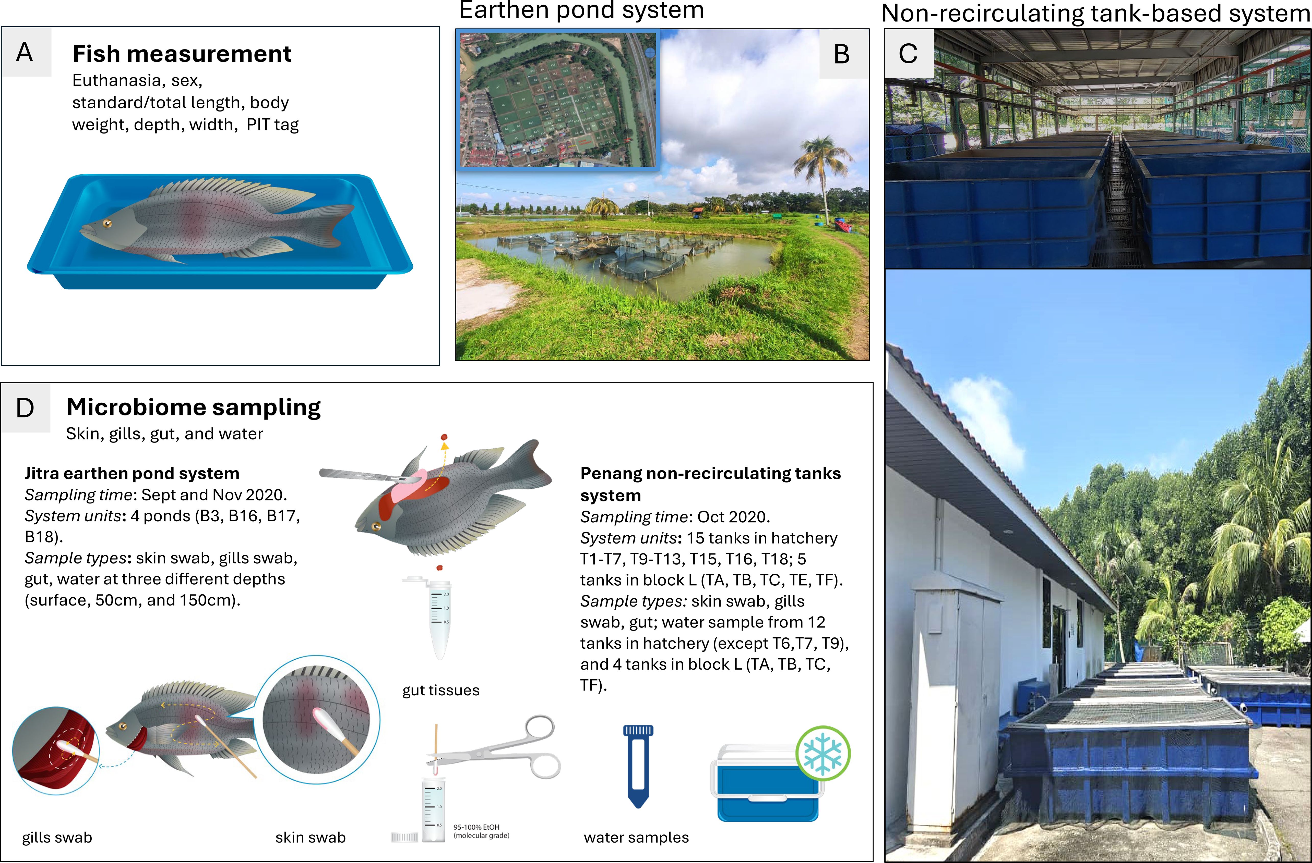 Experimental design for tilapia microbiome study. Panel A shows fish measurement after euthanasia, including sex, length, weight determination, and PIT tag reading. Panel B depicts the Jitra earthen pond system in Kedah with satellite inset and pond view with hapas. Panel C shows the Penang non-recirculating tank system at WorldFish, with roof-covered hatchery tanks (top) and outdoor tanks (bottom). Panel D illustrates microbiome sampling of skin, gills, gut, and water, with details on sampling times, units, and methods from both pond and tank systems.