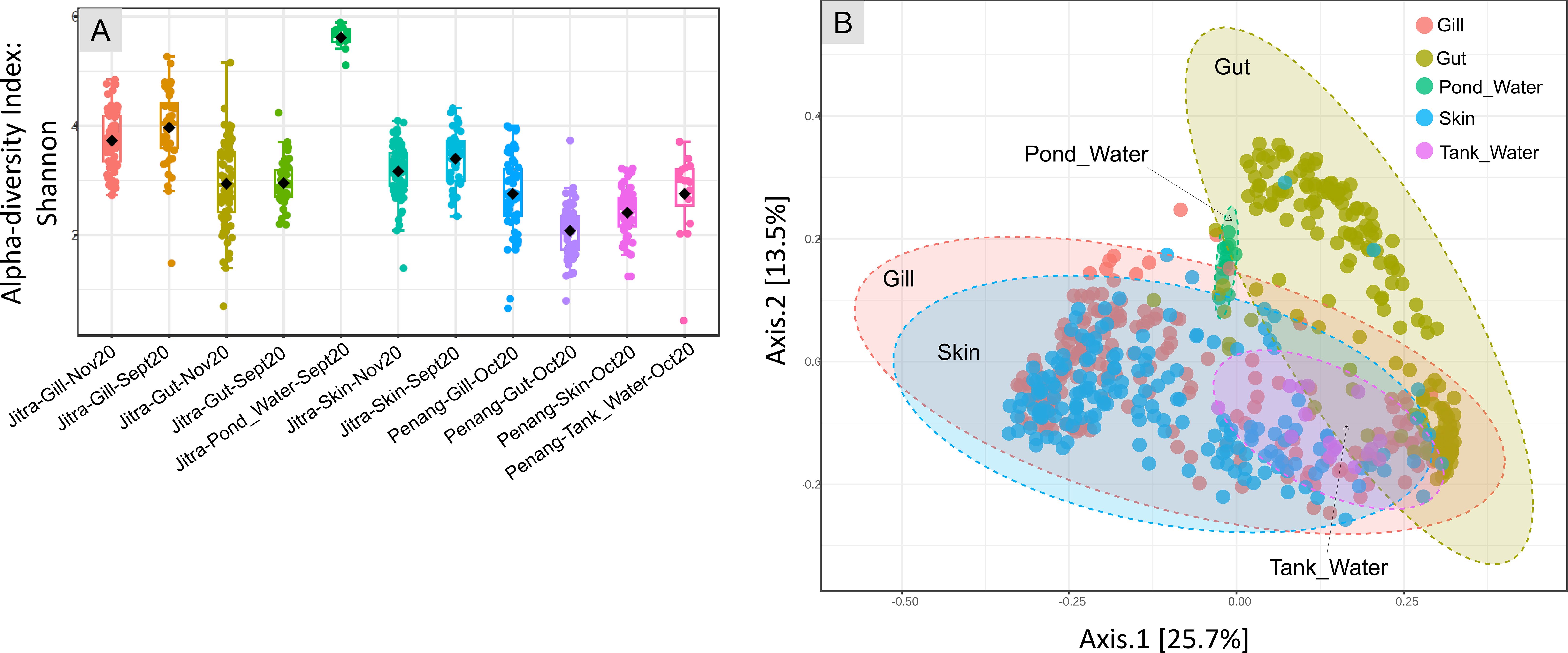 Panel A shows Shannon alpha-diversity indices for tilapia microbiomes (gill, gut, skin, and water) from Jitra and Penang. Box plots display medians and quartiles, with dots representing individual samples. Panel B presents a PCoA plot of beta-diversity, where gut samples cluster separately, while gill, skin, and water communities overlap. Colored ellipses outline categories (Gill, Gut, Pond Water, Skin, Tank Water), with axes showing variation explained.