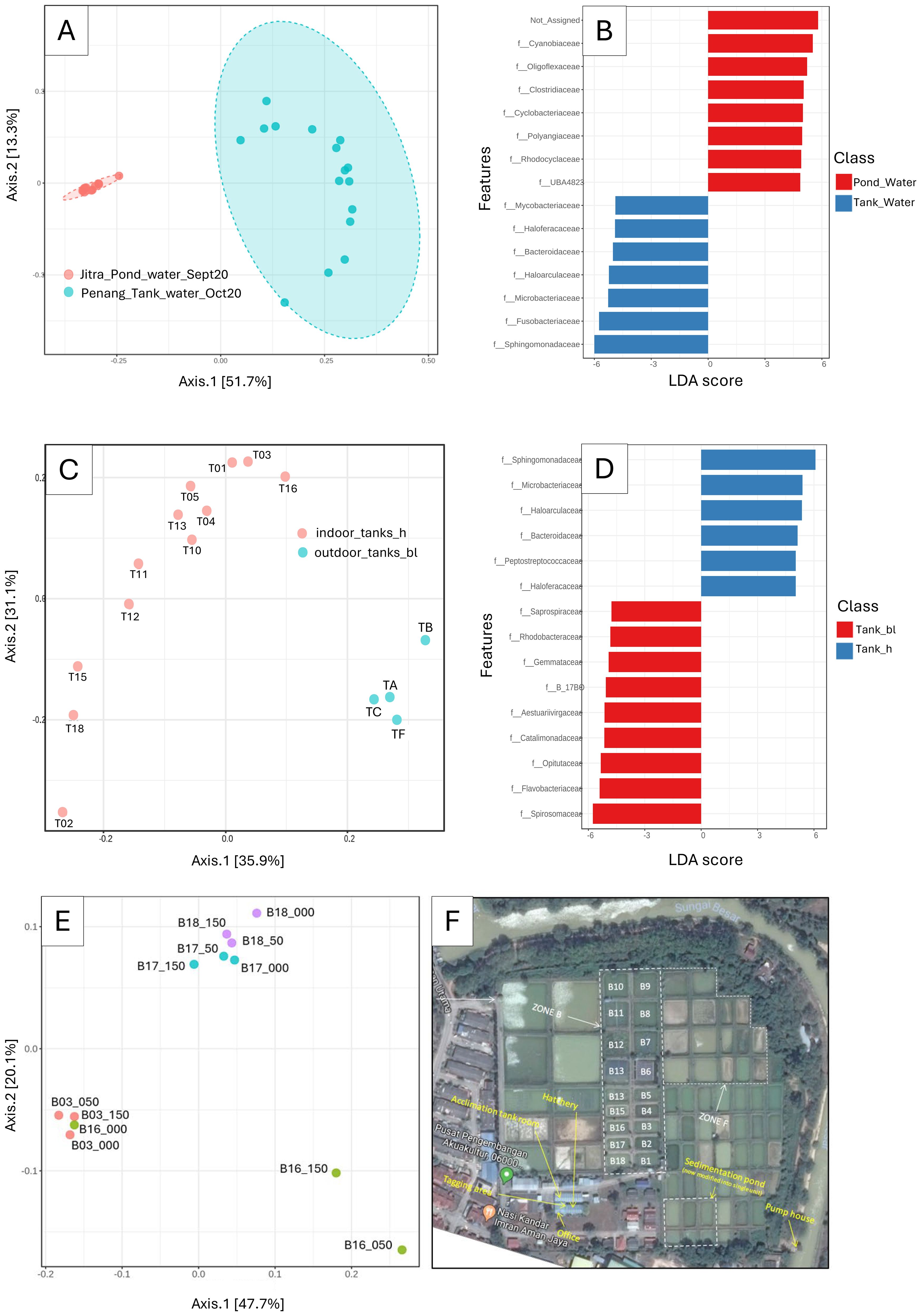 Differentiation of microbial composition in tank and pond water samples. Panel A shows a PCoA plot separating pond and tank water microbial communities. Panel B presents LEfSe biomarkers distinguishing the two environments. Panel C displays a PCoA of tank water, showing separation between indoor hatchery (h) and outdoor (bl) tanks, with Panel D highlighting corresponding biomarkers. Panel E shows a PCoA of pond water, where samples cluster by pond and depth. Panel F provides a Google Maps view of the Jitra earthen pond layout, indicating pond zones and sampling locations.