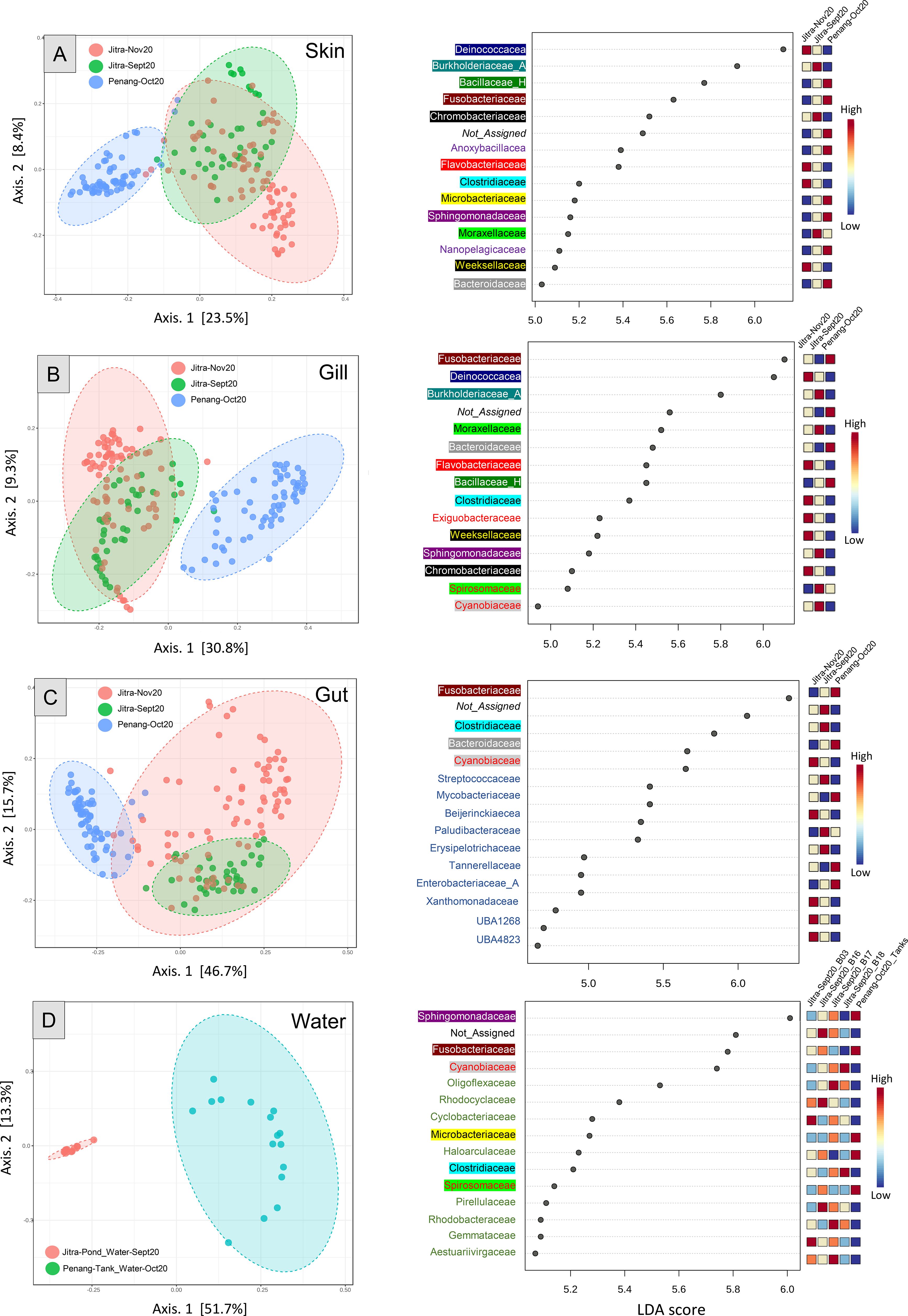 PCoA plots and LEfSe analyses comparing microbiomes from Jitra and Penang. Panel A shows skin, Panel B gill, Panel C gut, and Panel D water samples. Left plots display PCoA clustering of microbial communities, with colored ellipses indicating separation between locations. Right plots present LEfSe results, highlighting bacterial families enriched in each site for the respective microbiome type. Families are color coded to distinguish shared taxa from those unique to skin, gill, gut, or water samples.