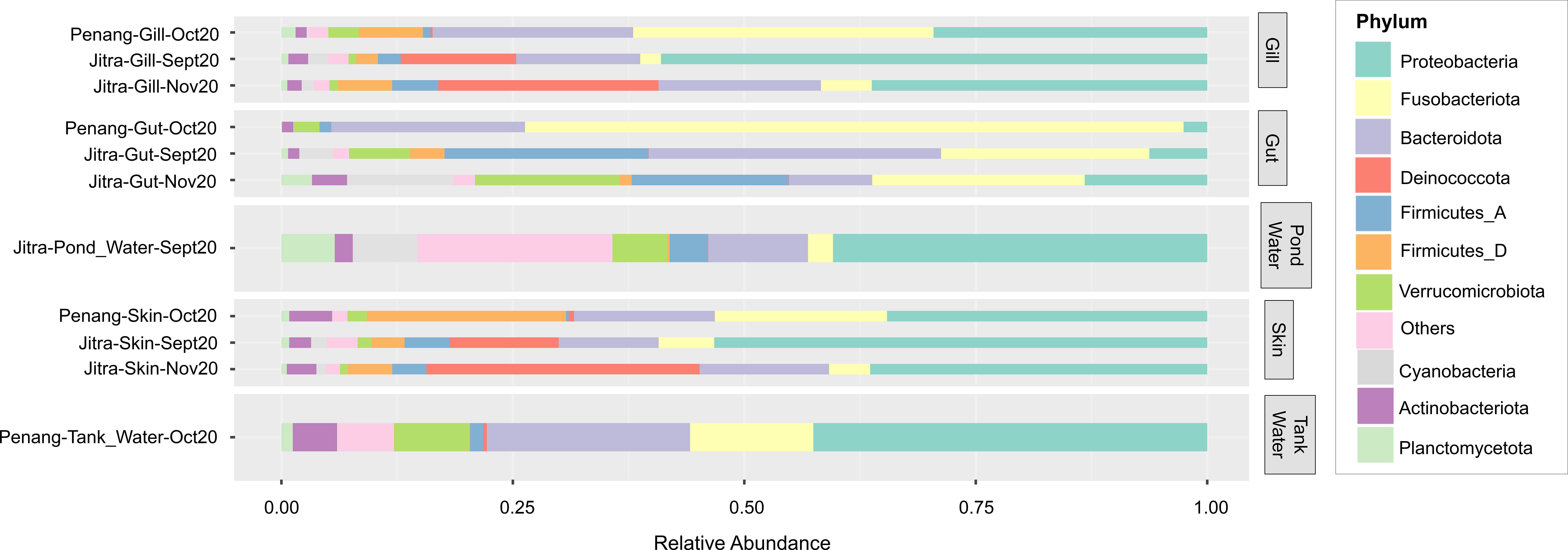 Stacked bar chart showing the average relative abundance of bacterial phyla across tilapia microbiome samples. Sample groups (gill, gut, pond water, skin, and tank water) from Jitra and Penang at different time points are listed on the y-axis. Each bar represents a microbial community, with colored segments indicating the contribution of individual phyla. Segment width reflects the relative abundance of each phylum, including Proteobacteria, Fusobacteriota, Bacteroidota, Firmicutes, Cyanobacteria, Actinobacteriota, and others, as defined in the legend on the right.