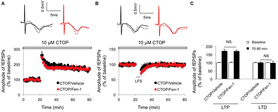 Frontiers - Effect of acute fentanyl treatment on synaptic plasticity ...