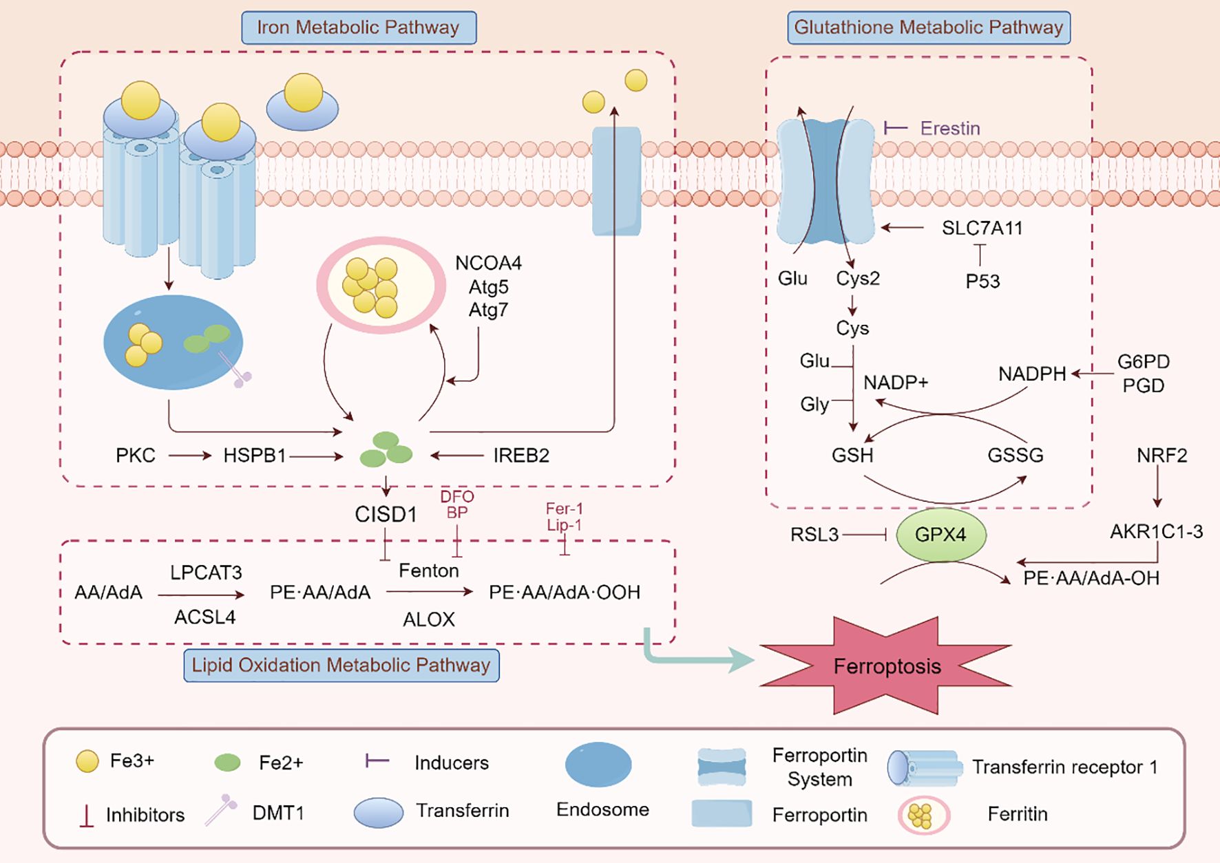 Diagram of ferroptosis pathways, showing Iron, Glutathione, and Lipid Oxidation Metabolic Pathways. Iron pathway includes transferrin receptor, ferritin, and proteins like IREB2 and CISD1. Glutathione pathway involves glutathione synthesis and GPX4. Lipid Oxidation highlights ALOX and PE-AA/AdA-OOH. Various inhibitors and inducers are indicated. Pathways converge towards ferroptosis.
