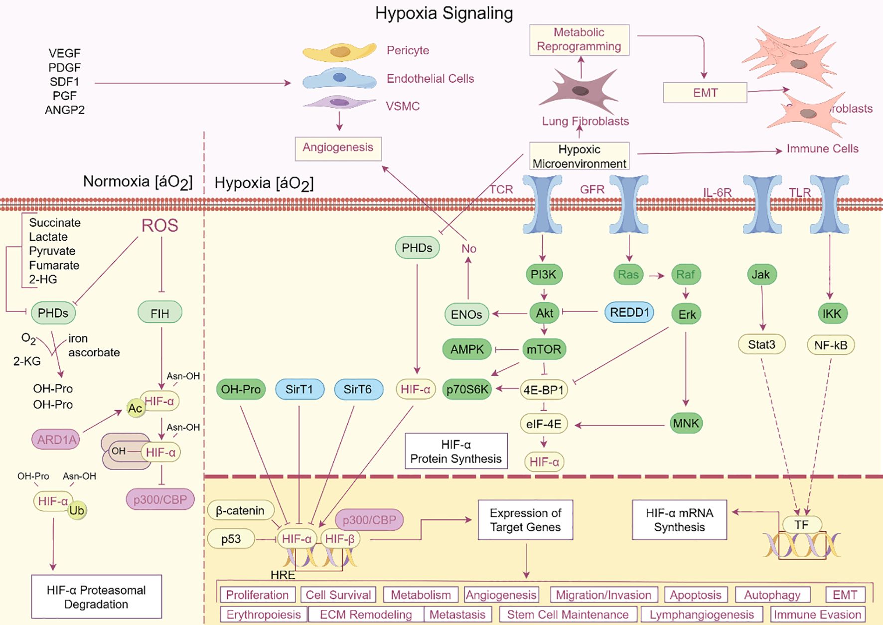 Flowchart illustrating hypoxia signaling pathways. Key components include VEGF, PDGF, and metabolic reprogramming. Processes include angiogenesis, protein synthesis, and gene expression. Interaction occurs between normoxia and hypoxia conditions, affecting pathways such as HIF-α activation and downstream targets like PI3K, Akt, and mTOR. Cellular responses include proliferation, metabolism, and immune evasion.