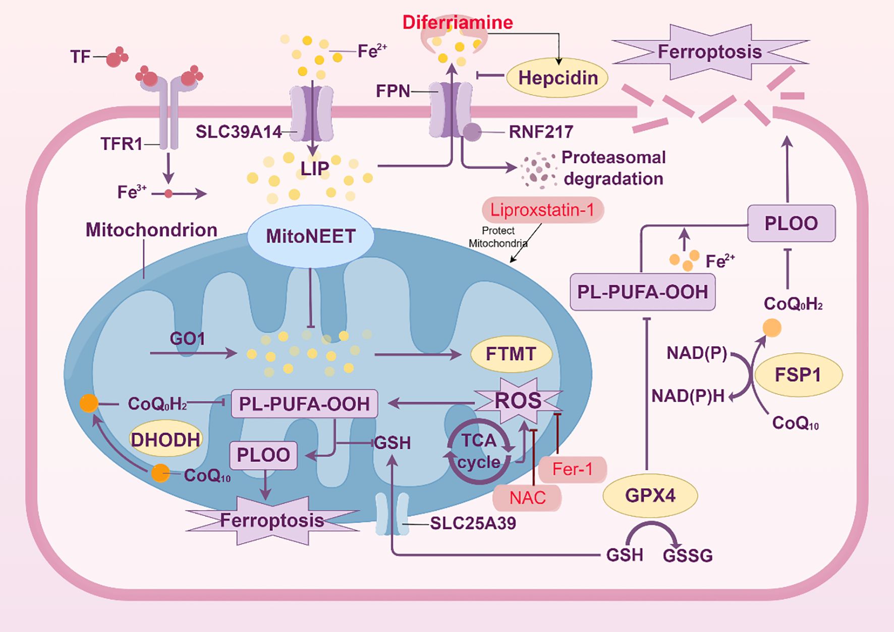 Illustration of cellular and mitochondrial pathways involved in ferroptosis. Key components include mitochondria, lipid peroxides (PL-PUFA-OOH), iron (Fe²⁺), and proteins like MitoNEET and FTMT. Inhibitors such as Liproxstatin-1 and Fer-1 are shown. The process involves elements like Go1, DHODH, TCA cycle, and ROS, with regulatory actions from hepcidin and NAC. Transport proteins and degradation pathways like SLC39A14 and RNF217 are also depicted, highlighting the interactions and regulation leading to ferroptosis.