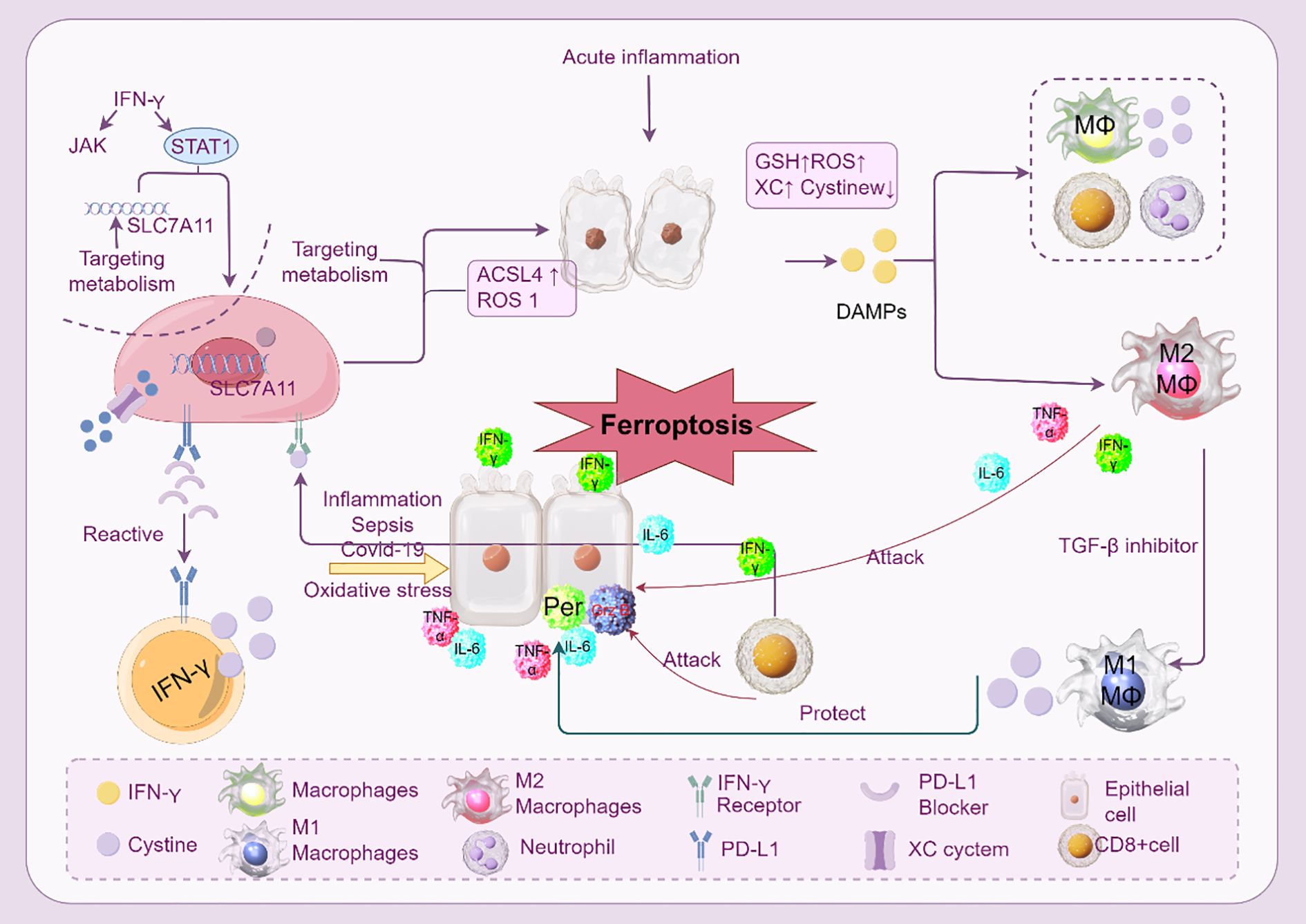 Diagram depicting the process of ferroptosis in acute inflammation. It shows interactions between IFN-γ, STAT1, and SLC7A11, signaling oxidative stress, inflammation, sepsis, and COVID-19. It highlights the roles of macrophages, neutrophils, and various cell interactions, including DAMPs and TGF-β inhibitor. Key components are IFN-γ, ROS, and cystine dynamics. Annotations label macrophages, neutrophils, and other cellular elements involved in the process.