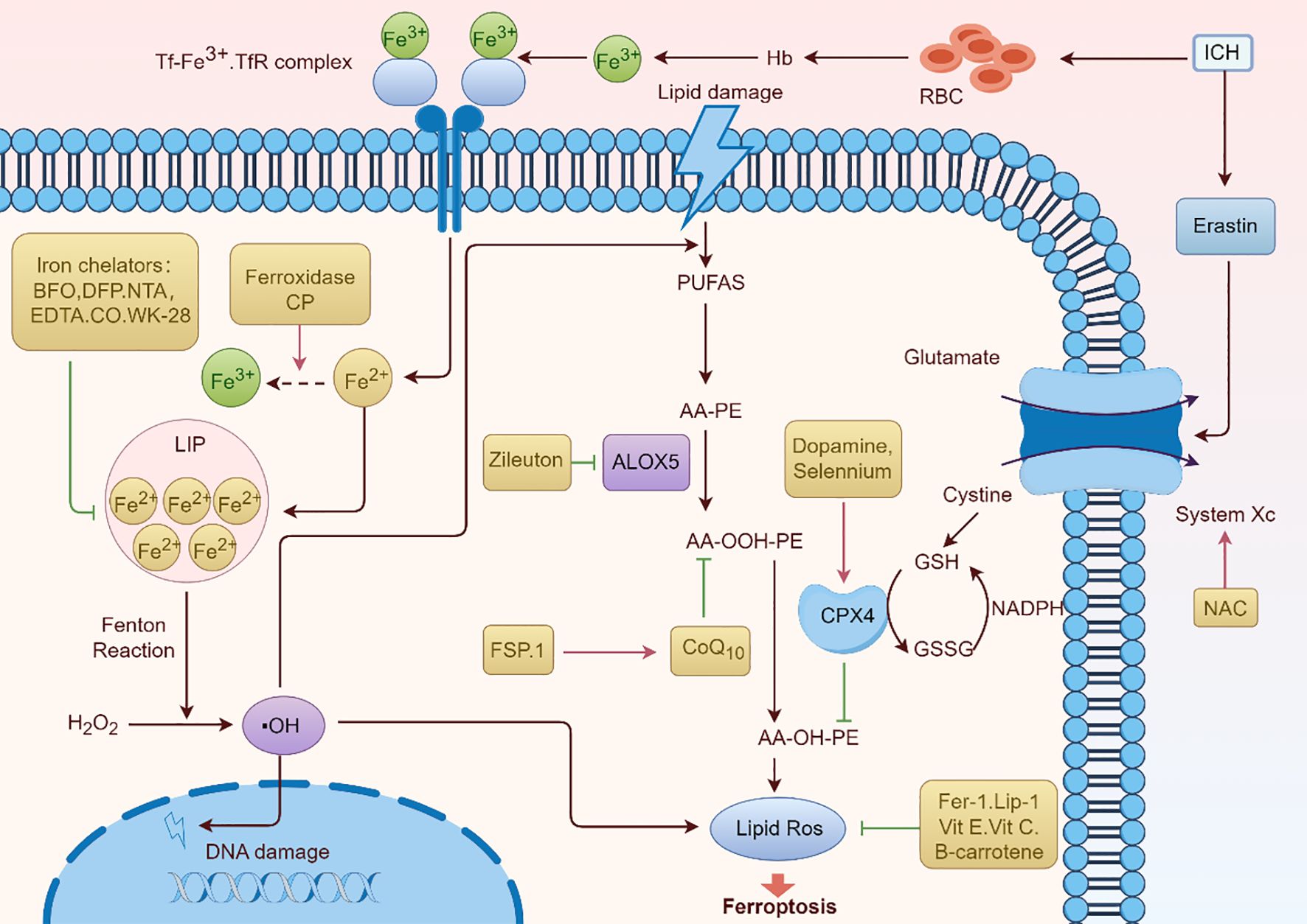 Diagram illustrating the process of iron-related lipid damage and ferroptosis. Iron uptake, peroxidation, and cellular reactions are shown, including Tf-Fe³⁺ complexes and pathways involving PUFAs, AA-PE, and lipid ROS. Key elements include various enzymes like ALOX5 and CPX4, antioxidants like CoQ10, and outcomes like DNA damage and cell death. The diagram incorporates elements such as glutamate, GSH, and erastin related to cell membrane interactions and metabolic processes.