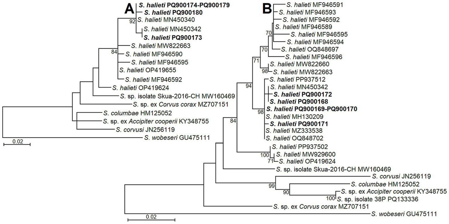 Phylogenetic tree diagram divided into sections labeled A and B, displaying genetic relationships among species. The tree includes species names and genetic identifiers. Bootstrap values are shown at nodes, indicating the statistical support for the branch groupings. The scale bar indicates genetic distance.