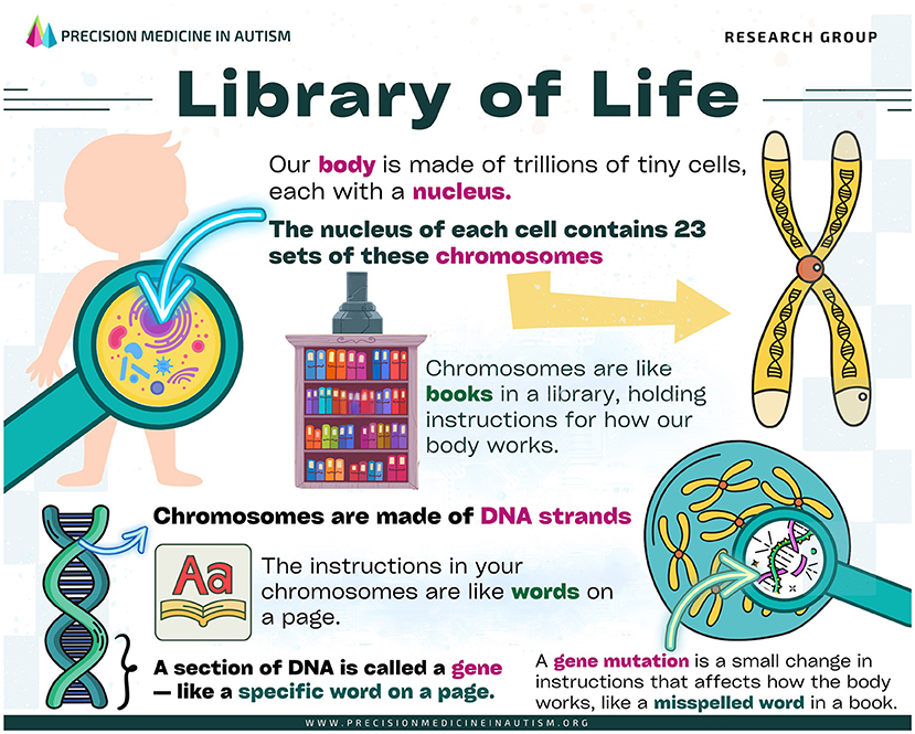Illustration titled “Library of Life” explaining genetics using a book metaphor. It describes the human body as made of cells with nuclei containing chromosomes, like books holding genetic instructions. Chromosomes consist of DNA strands, compared to words on a page. Genes are specific DNA sections, and mutations are likened to misspelled words. The image includes visual metaphors: a magnifying glass over a cell, a bookcase, and DNA strands.