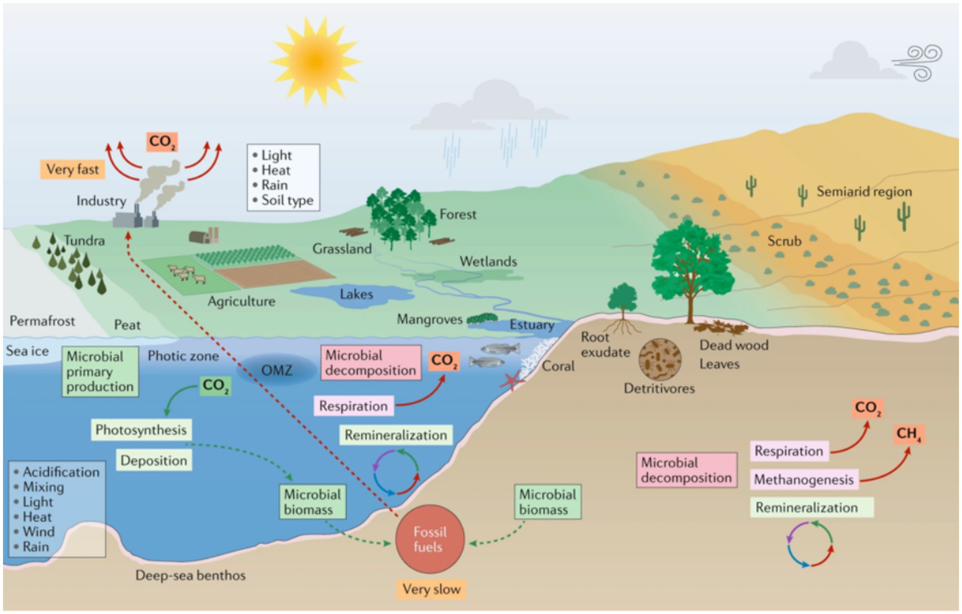 An illustrated carbon cycle diagram showing carbon fluxes across land, ocean, and atmosphere. Key processes include photosynthesis, respiration, microbial decomposition, methanogenesis, and fossil fuel emissions. Arrows depict movement of CO₂ and CH₄, with regions labeled tundra, agriculture, forest, wetland, ocean zones, and semiarid scrubland. Color-coded annotations indicate rates (e.g., “very fast”, “very slow”) and environmental factors like light, rain, and heat.
