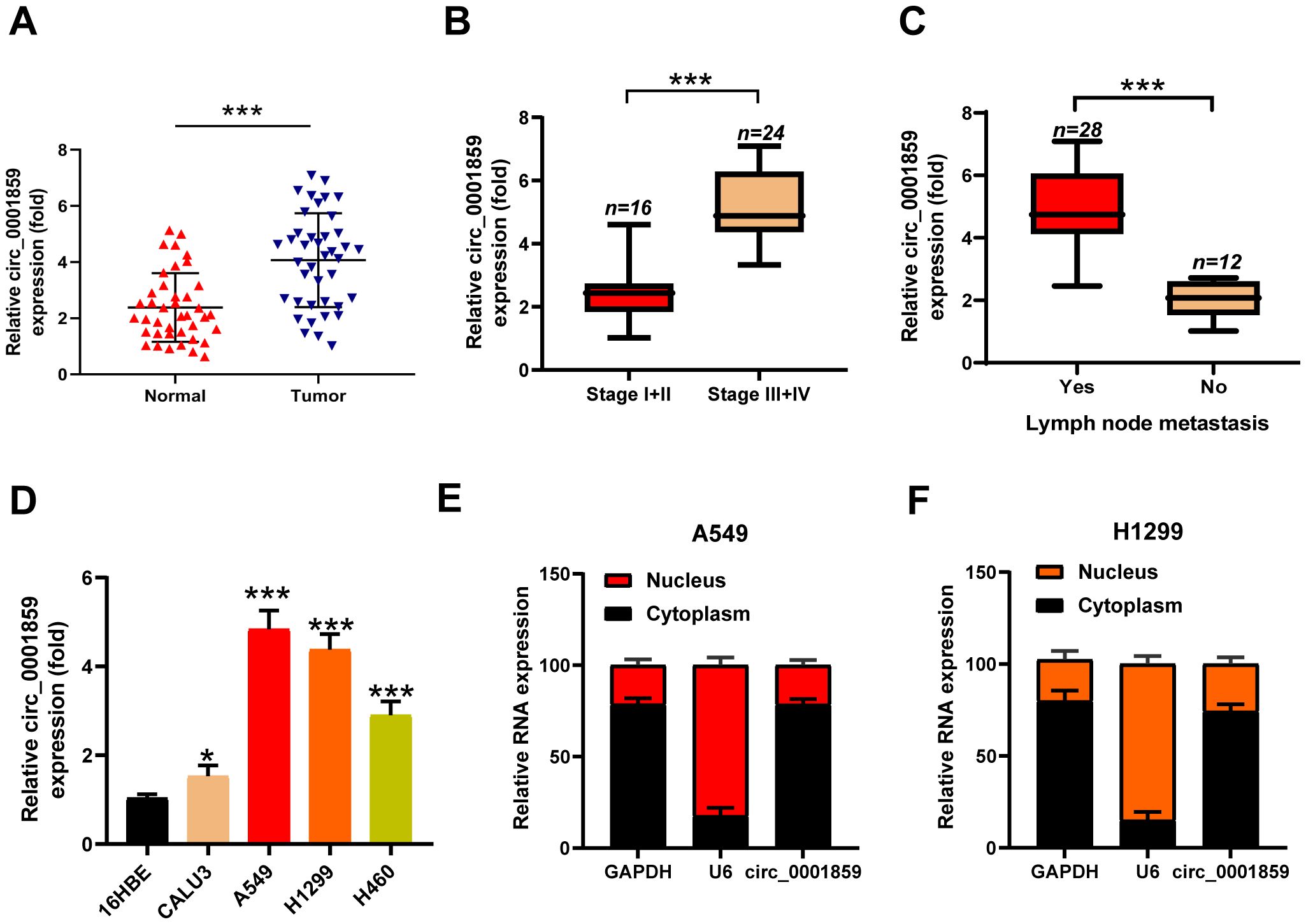 Graphs depicting relative expression levels of circRNA in various conditions. A: Scatter plot showing increased expression in tumor vs. normal tissues. B: Box plot indicating higher expression in stage III+IV vs. I+II cancer. C: Lymph node metastasis shows higher expression compared to no metastasis. D: Bar chart displaying expression across different cell lines, highest in A549. E and F: Bar charts for A549 and H1299 cell lines showing RNA expression in the nucleus and cytoplasm, with U6 and circRNA noted. Statistical significance is marked with asterisks.