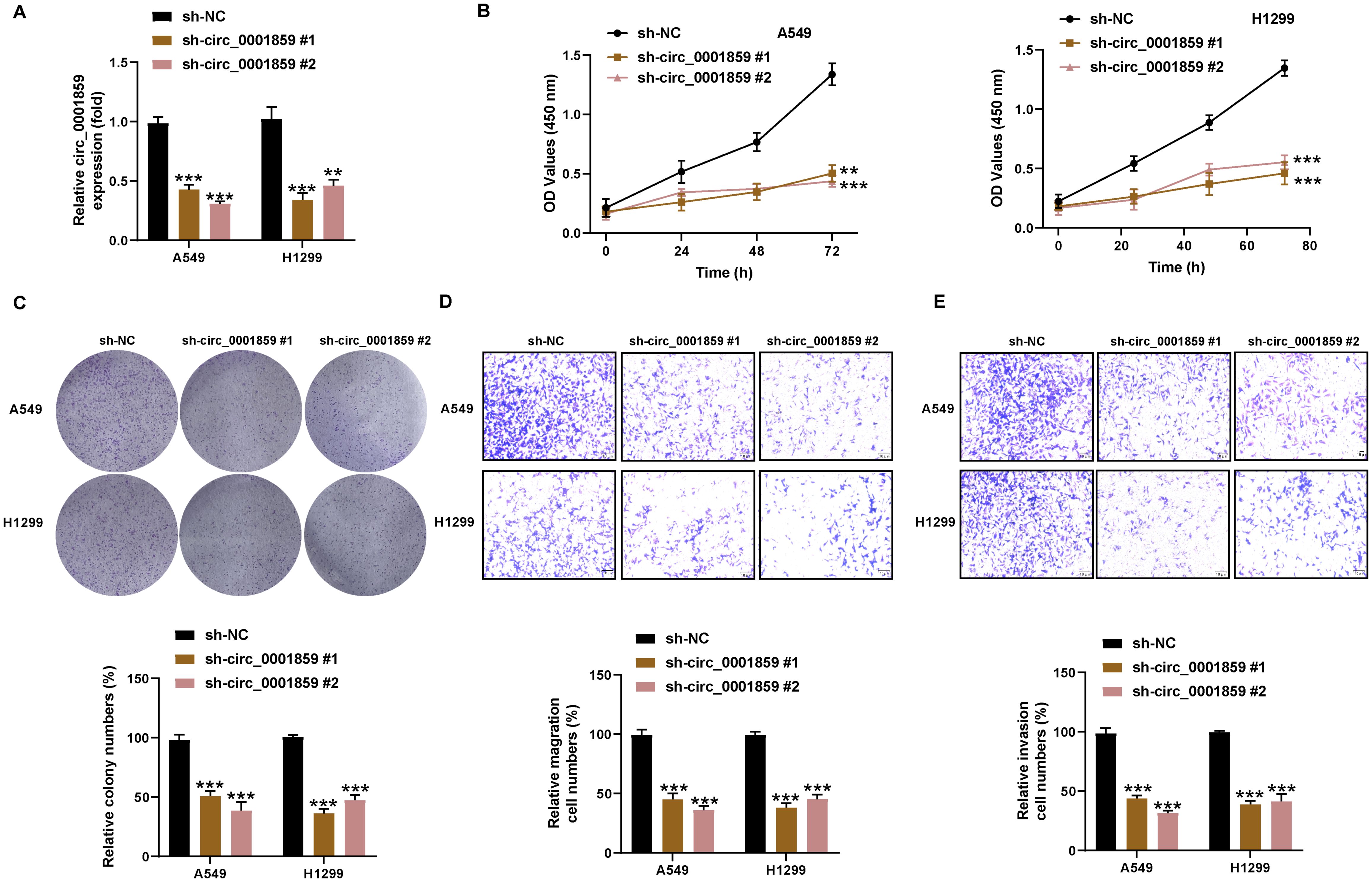 Scientific image showing multiple panels with data on A549 and H1299 cells treated with sh-NC and sh-circ_0001859 variants. Panel A presents bar graphs of relative circ_0001859 expression levels. Panel B features line graphs showing optical density (O.D.) values over time. Panel C displays colony formation results with accompanying bar graphs. Panels D and E show cell migration and invasion assays, respectively, with visual results and bar graphs. Statistical significance is indicated by asterisks.