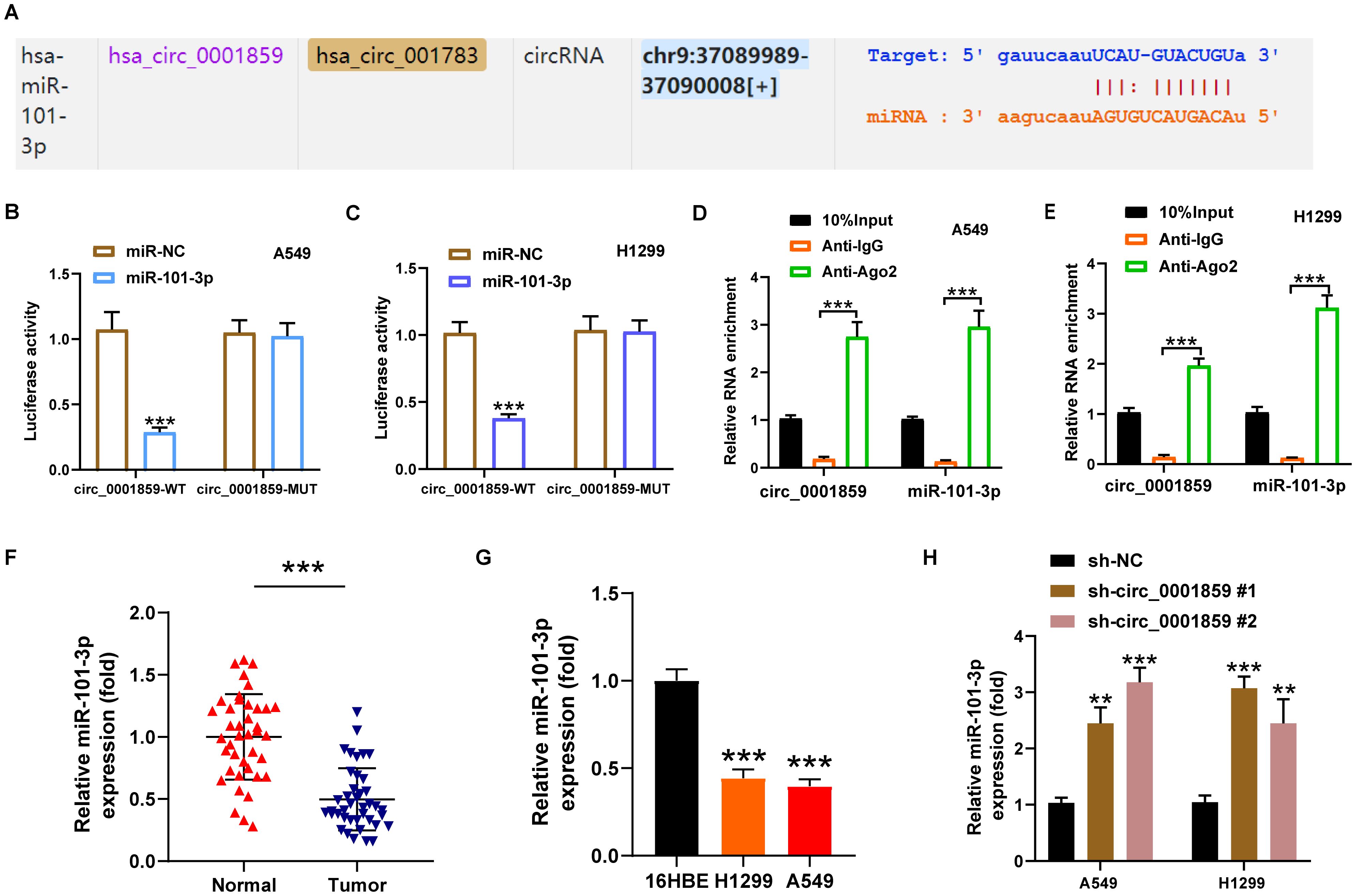 Diagrams and graphs illustrating the interaction between hsa_circ_0001859, hsa-miR-101-3p, and related RNA expressions in A549 and H1299 cell lines. The image features panels labeled A to H showing various experimental results. Panels B and C display luciferase activity assays comparing wild-type and mutated circ_0001859. Panels D and E present bar graphs demonstrating RNA enrichment using different antibodies. Panel F shows scatter plots contrasting miR-101-3p expression in normal versus tumor samples. Panel G and H display bar graphs for miR-101-3p expression across different cell lines and experimental conditions. Significant changes are indicated by asterisks.