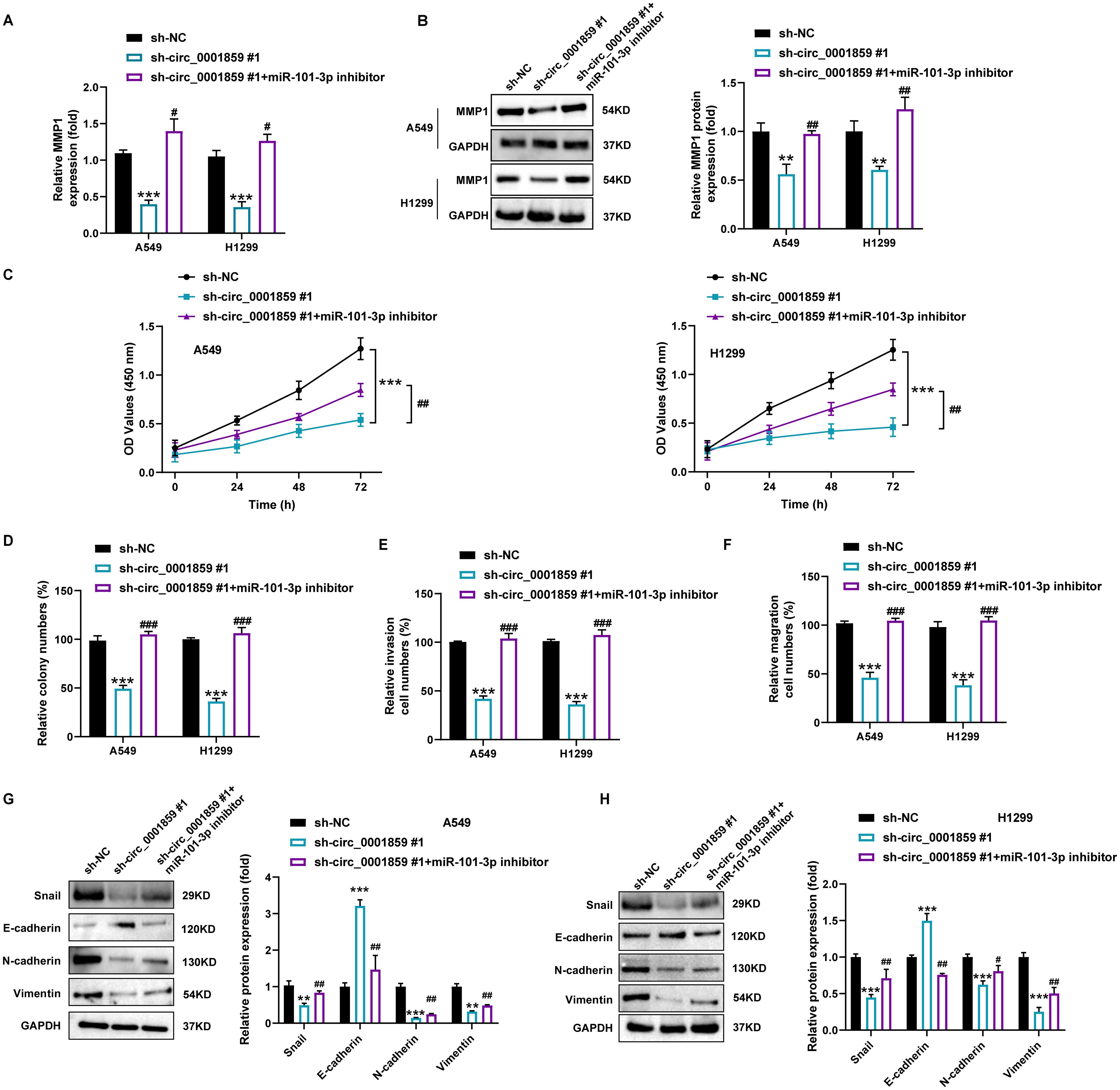 A series of scientific graphs and protein expression data related to cellular research. Graphs labeled A to F display various quantitative data comparisons, such as proliferation and migration rates, using different cell treatments. Panels G and H show Western blot images indicating protein expression levels of Snail, E-cadherin, N-cadherin, and Vimentin under different experimental conditions. Bar graphs accompany each panel for visual comparison of data. Statistical significance indicators, such as asterisks and hashes, are used throughout.