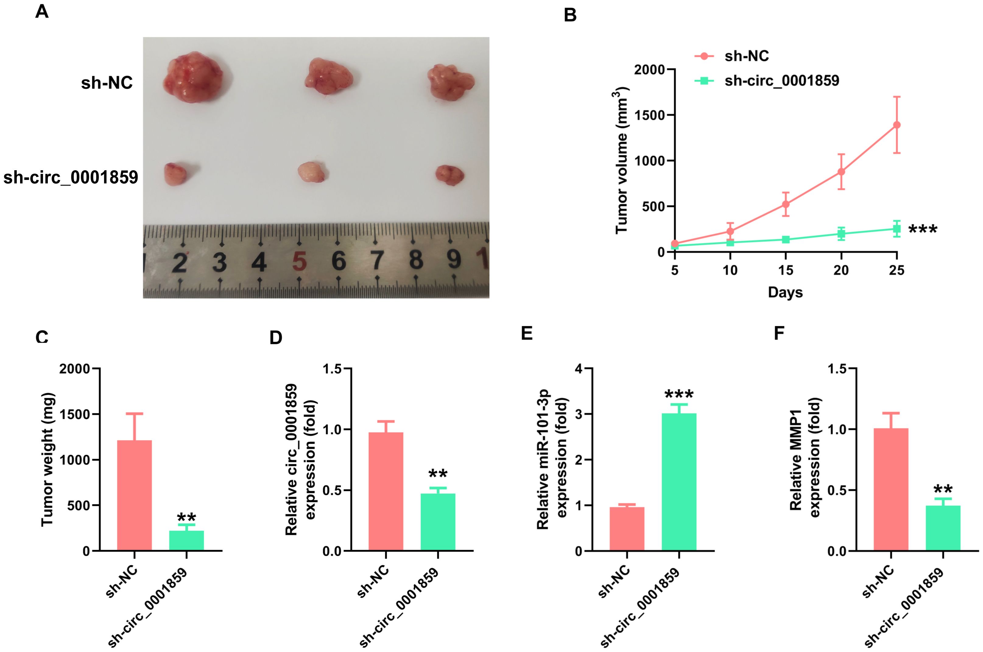 Comparison of tumor growth in two conditions, sh-NC and sh-circ_0001859. Panel A shows physical tumors with a ruler for size reference. Panel B presents a line graph illustrating tumor volume over time, with sh-NC tumors growing larger. Bar graphs in Panels C-F demonstrate that sh-circ_0001859 transfection significantly reduced tumor weight (Panel C), circ_0001859 expression (Panel D), and MMP1 levels (Panel F), while increasing miR-101-3p expression (Panel E) compared to sh-NC controls. Statistical significance is noted with asterisks.