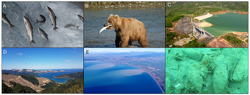Figure 1 - (A) Salmon migrate from the sea upstream.
