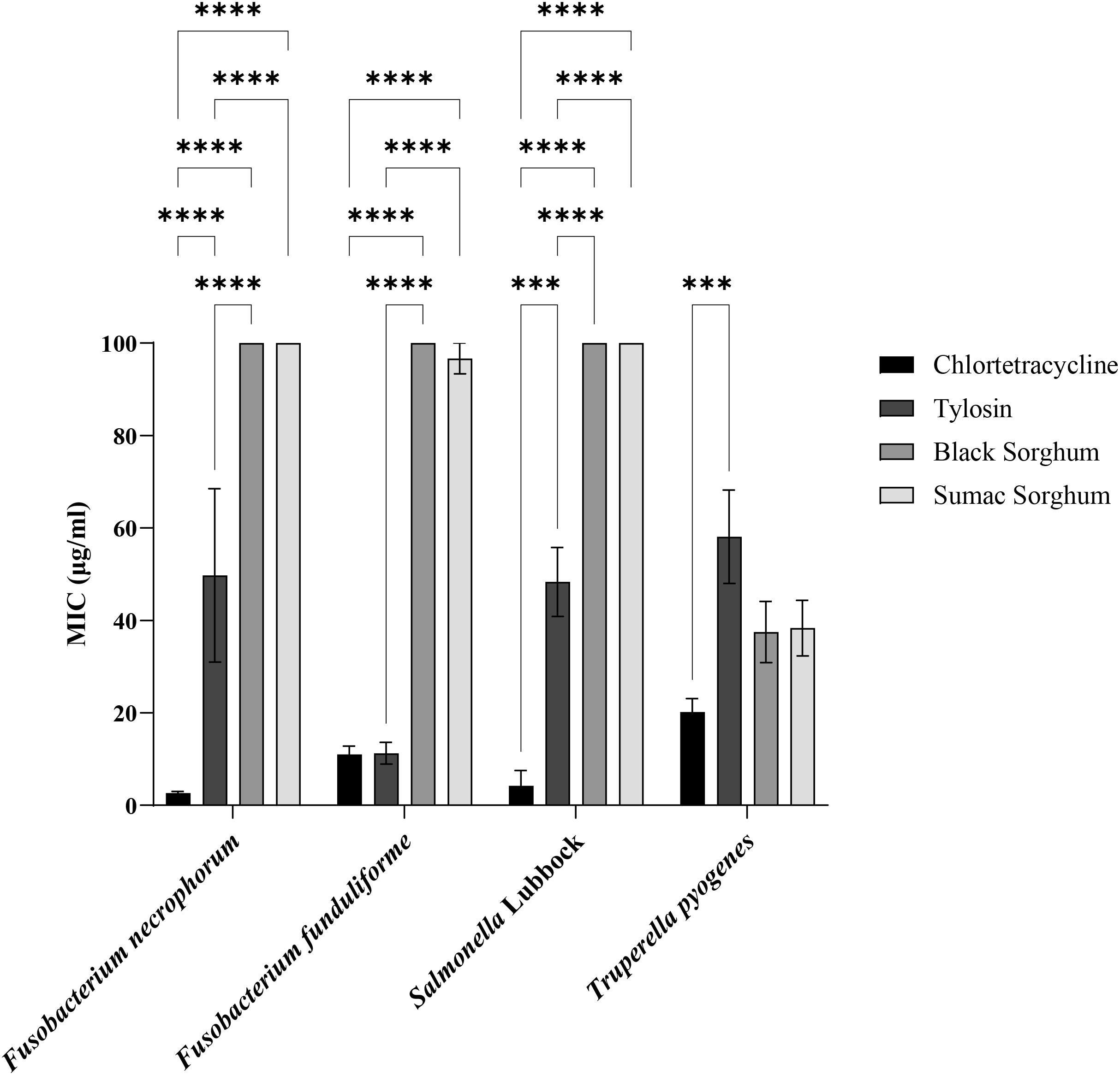 Bar graph showing MIC values (micrograms per milliliter) for four bacteria: Fusobacterium necrophorum, Fusobacterium funduliforme, Salmonella Lubbock, and Truperella pyogenes. Treatments include Chlortetracycline, Tylosin, Black Sorghum, and Sumac Sorghum. Chlortetracycline shows the lowest MIC values, while Black Sorghum and Sumac Sorghum show the highest. Statistical significance is marked with asterisks, indicating significant differences between treatments.
