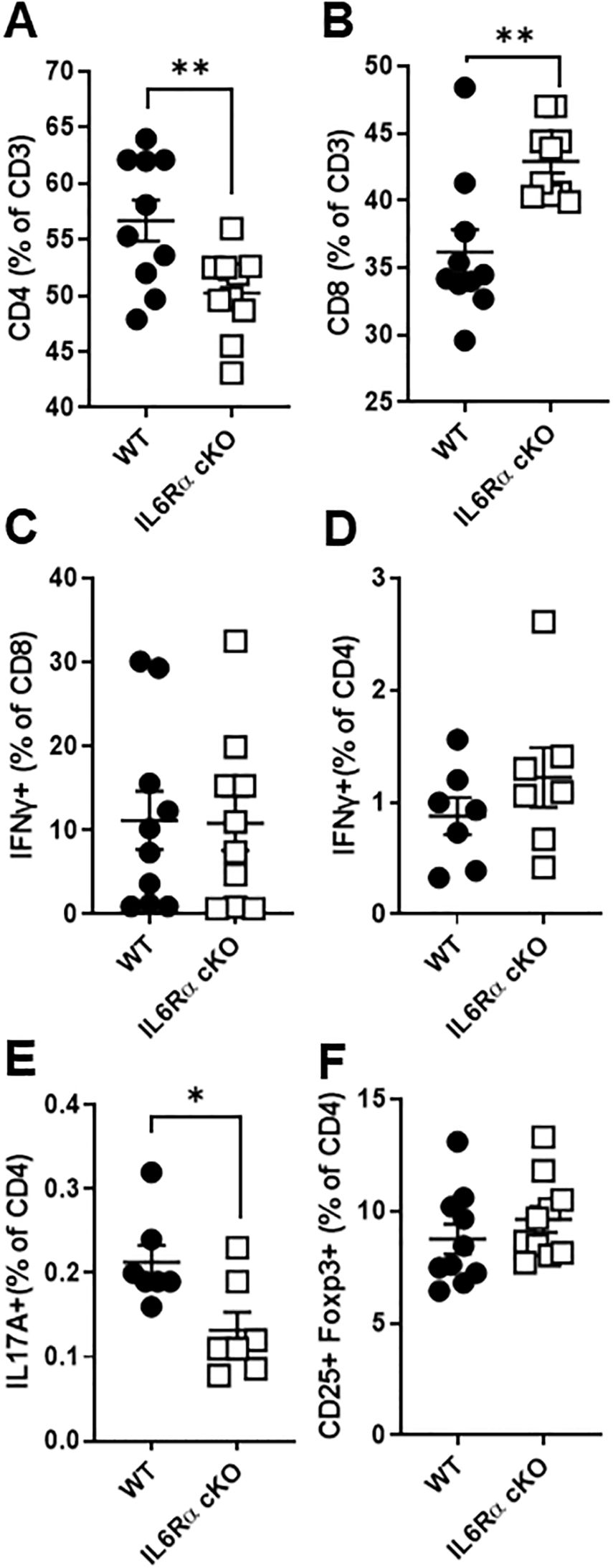 Graphs A to F compare immune cell percentages between wild type (WT) and IL6Rα conditional knockout (cKO) groups. A: CD4+ cells are significantly lower in cKO. B: CD8+ cells are significantly higher in cKO. C: No significant difference in IFNγ+ CD8+ cells. D: No significant difference in IFNγ+ CD4+ cells. E: IL17A+ CD4+ cells are significantly lower in cKO. F: No significant difference in CD25+ Foxp3+ CD4+ cells. Asterisks denote statistical significance.
