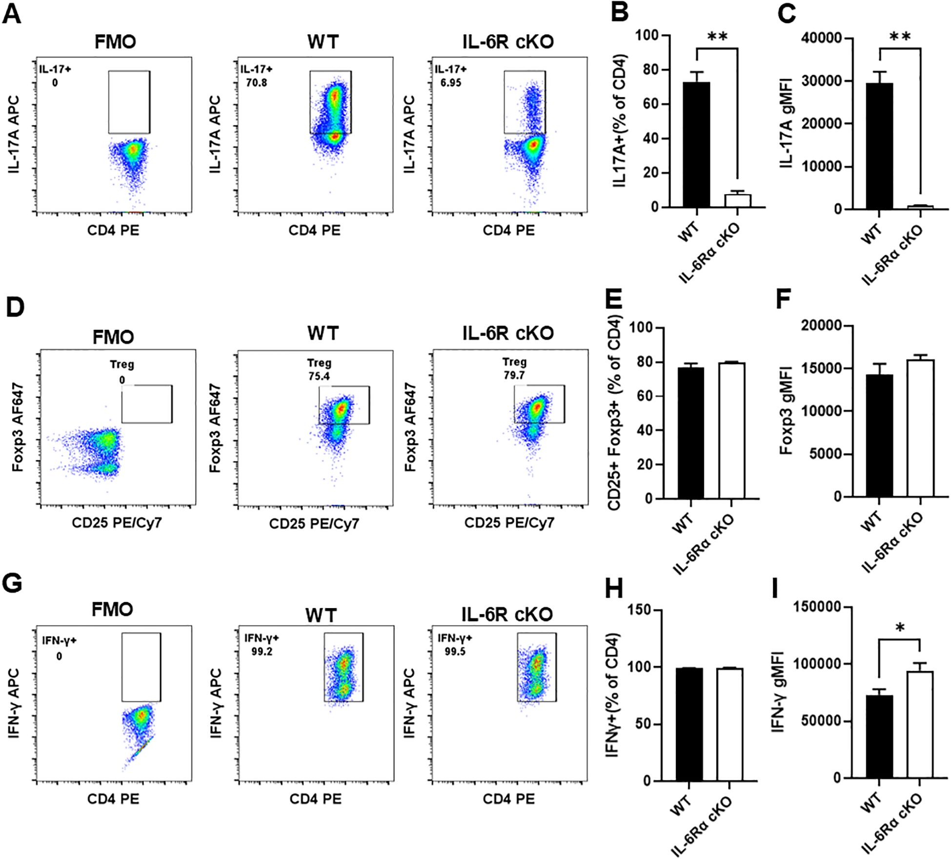 Flow cytometry plots and bar graphs analyze immune cell markers in FMO, WT, and IL-6R cKO mice. Panel A shows IL-17A expression in T cells, with data quantified in Panels B and C. Panel D shows Treg cells with CD25 and Foxp3 expression, quantified in Panels E and F. Panel G shows IFN-γ expression, with quantification in Panels H and I. Significant differences are marked with asterisks.