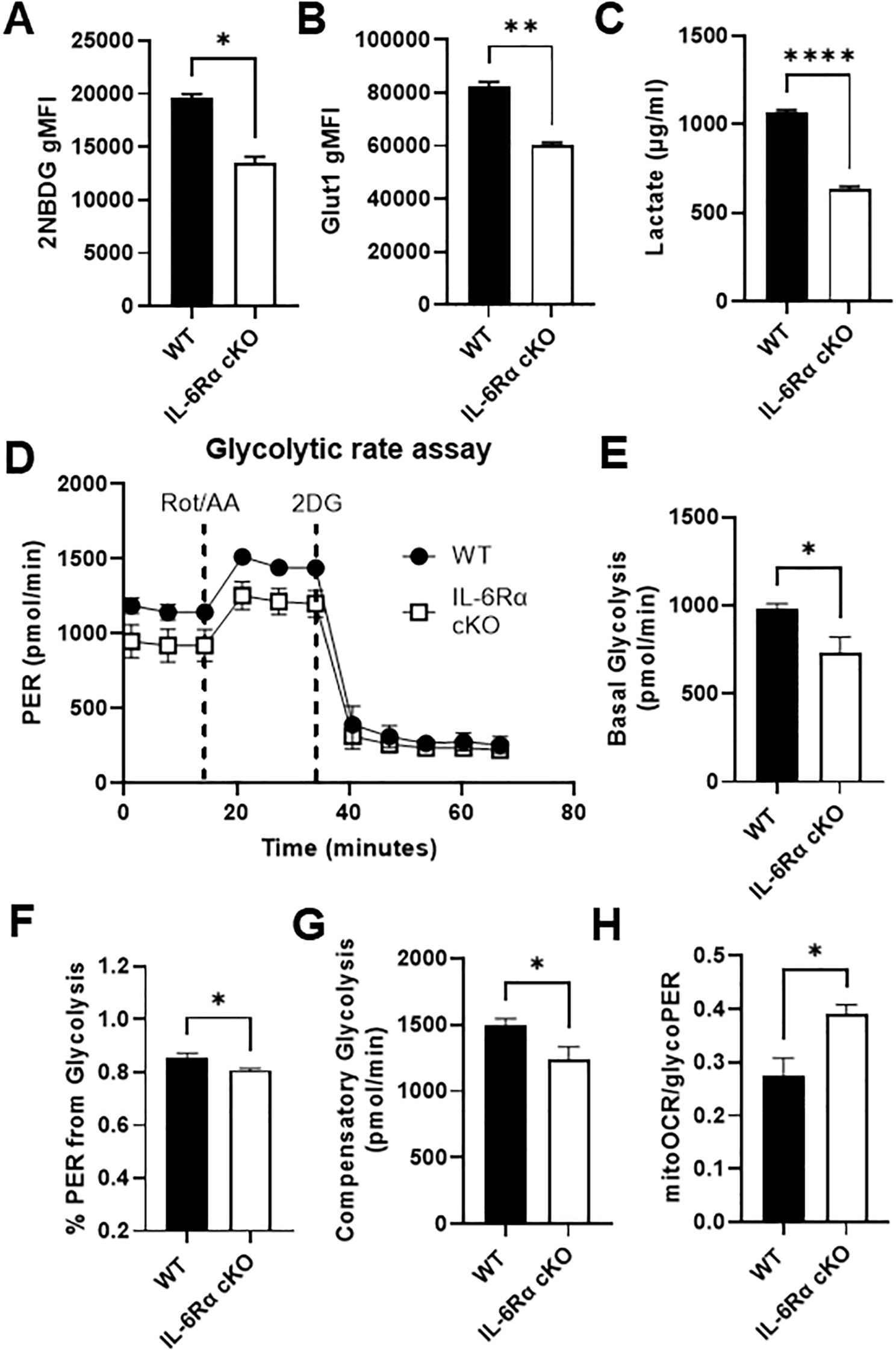 Bar graphs and a line graph compare metabolic parameters between WT and IL-6Rα cKO groups. Panels A to C show significant decreases in 2NBDG gMFI, Glut1 gMFI, and lactate levels in IL-6Rα cKO. Panel D illustrates the glycolytic rate assay over time, depicting lower PER in IL-6Rα cKO. Panels E to G show reduced basal glycolysis, percentage PER from glycolysis, and compensatory glycolysis in IL-6Rα cKO. Panel H indicates increased mitoOCR to glycoPER ratio in IL-6Rα cKO. Asterisks denote statistical significance.