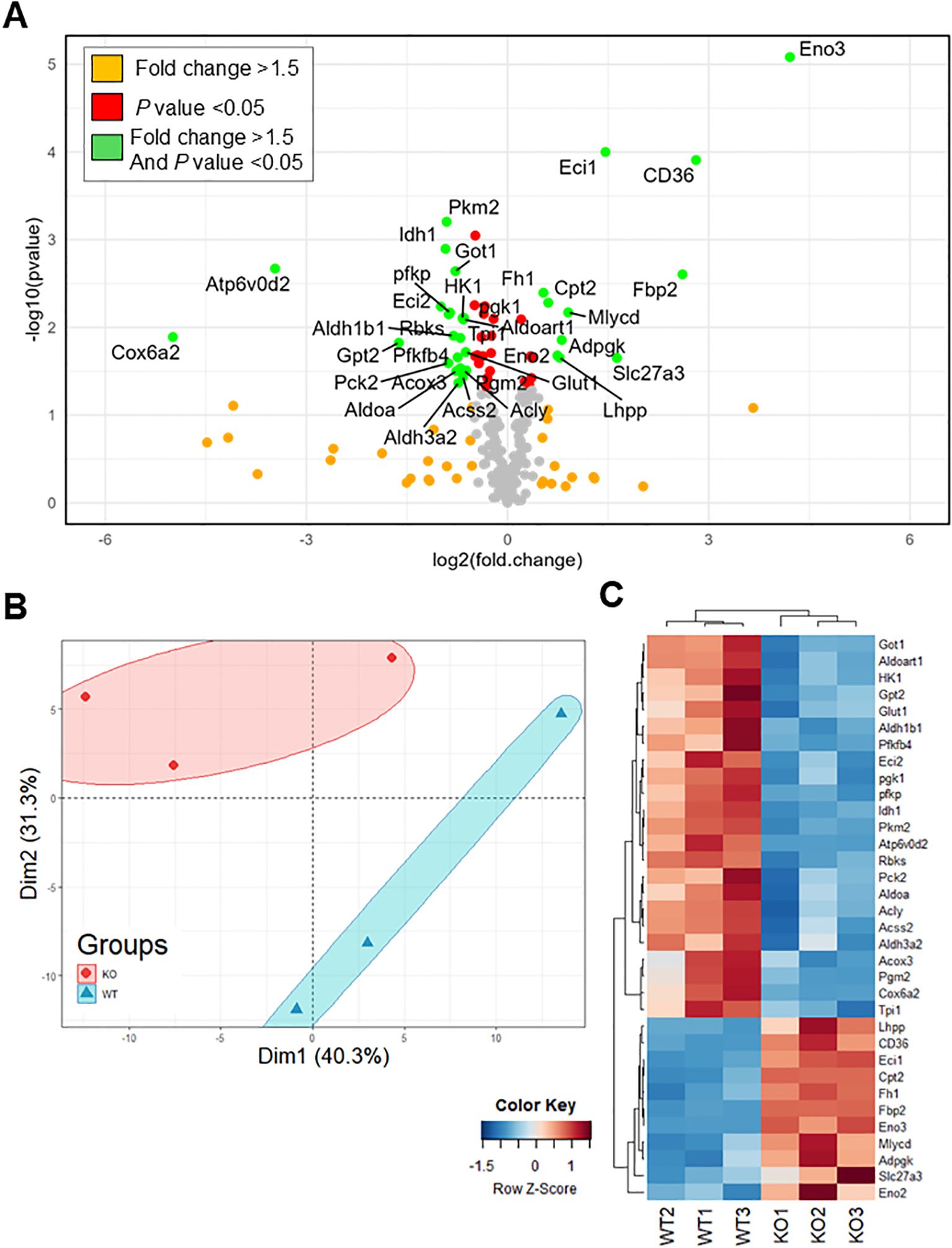 Panel A shows a scatter plot of gene expression with axes for fold change and p-value. Colored dots indicate significance: orange for fold change over 1.5, red for p-value under 0.05, and green for both. Labels identify genes. Panel B displays a PCA plot with red and blue ellipses representing KO and WT groups, respectively. Panel C presents a heatmap of gene expression levels across groups, with a color key indicating row Z-scores.