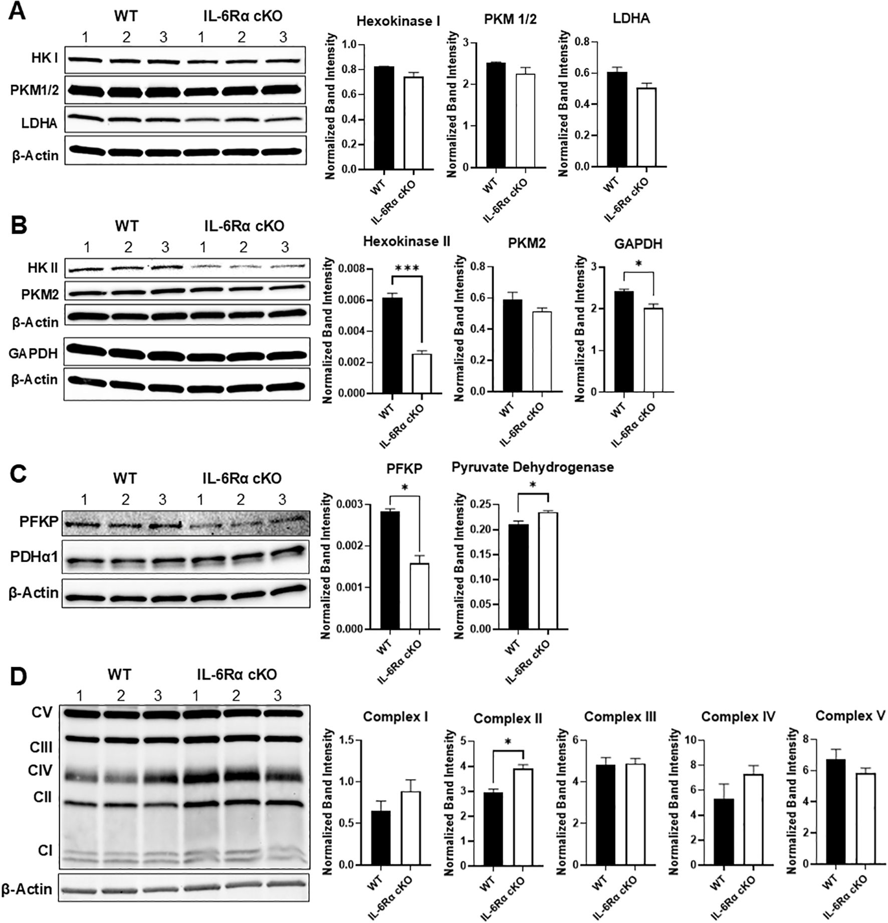 Western blot analysis with corresponding bar graphs showing protein expression levels in wild type (WT) and IL-6Rα cKO samples. Panels A to D display bands and graphs for Hexokinase I, PKM 1/2, LDHA, Hexokinase II, PKM2, GAPDH, PFKP, Pyruvate Dehydrogenase, and mitochondrial complexes I-V, respectively. Significant differences are noted with asterisks.