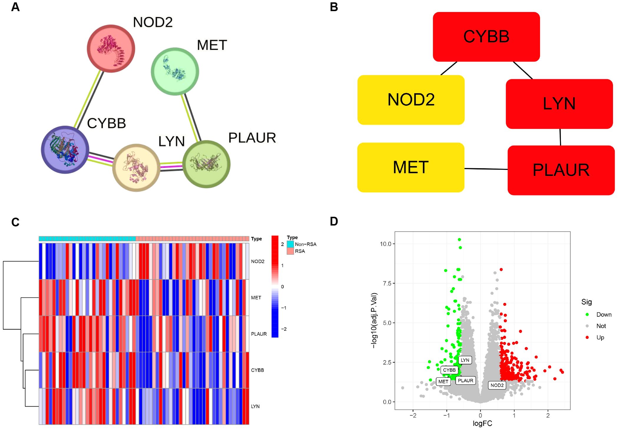 Panel A illustrates a protein-protein interaction network featuring NOD2, MET, CYBB, LYN, and PLAUR, connected by lines. Panel B shows a hierarchical diagram using colored rectangles to represent these proteins, highlighting their connections and functions. Panel C displays a heatmap with expression data for NOD2, MET, PLAUR, CYBB, and LYN, using shades of red and blue to denote expression levels. Panel D is a scatter plot showing gene expression changes with points colored green, gray, and red to represent downregulated, unchanged, and upregulated genes, respectively.