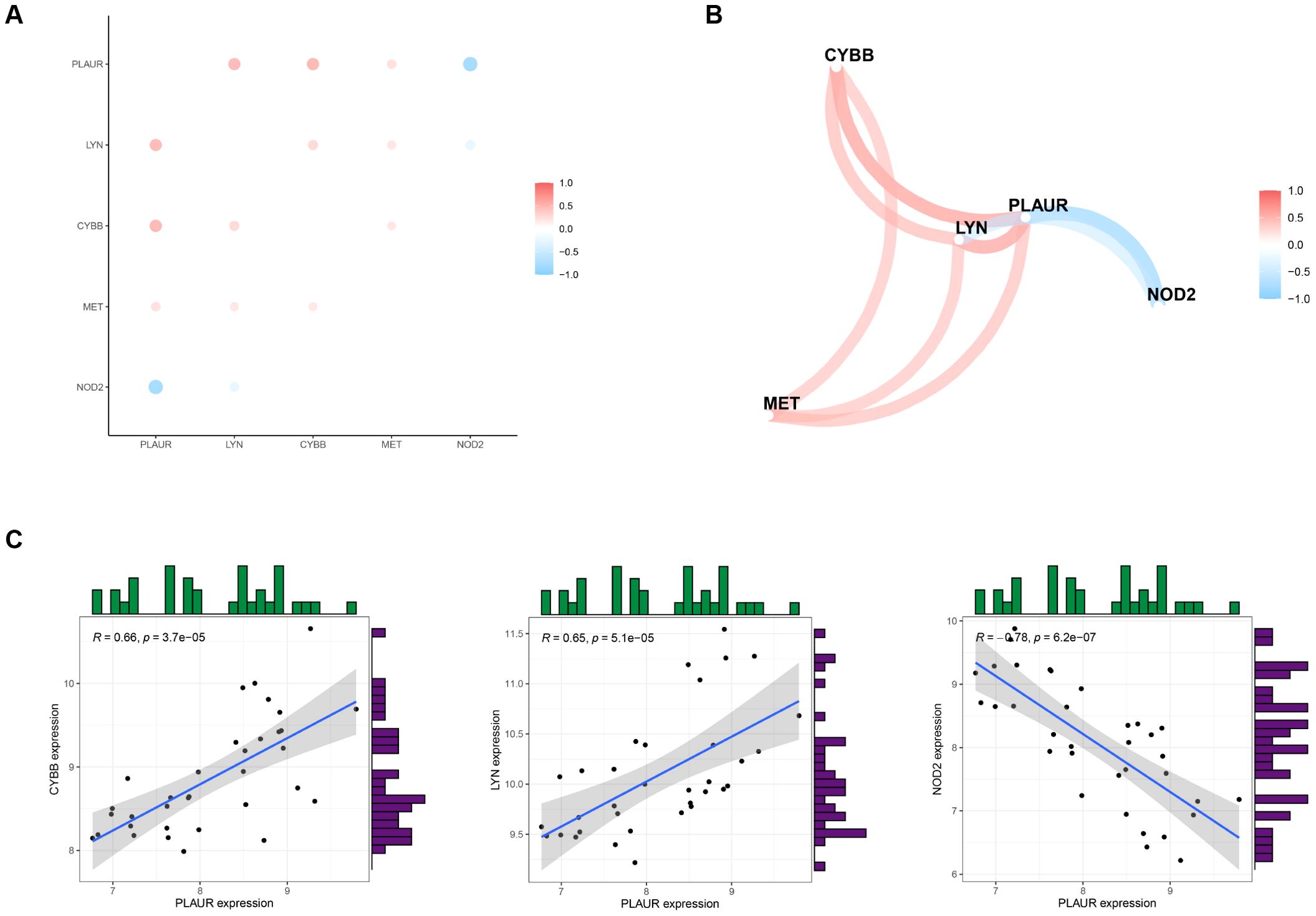 Panel A displays a correlation matrix for genes PLAUR, LYN, CYBB, MET, and NOD2, with color indicating the strength and direction of the correlation. Panel B shows a network diagram illustrating the relationships between the same genes, using color and line thickness to convey correlation. Panel C includes scatter plots with regression lines and histograms for gene expression pairs: PLAUR with CYBB, LYN, and NOD2. Each subplot includes Pearson correlation coefficients (R) and significance values (p-values).