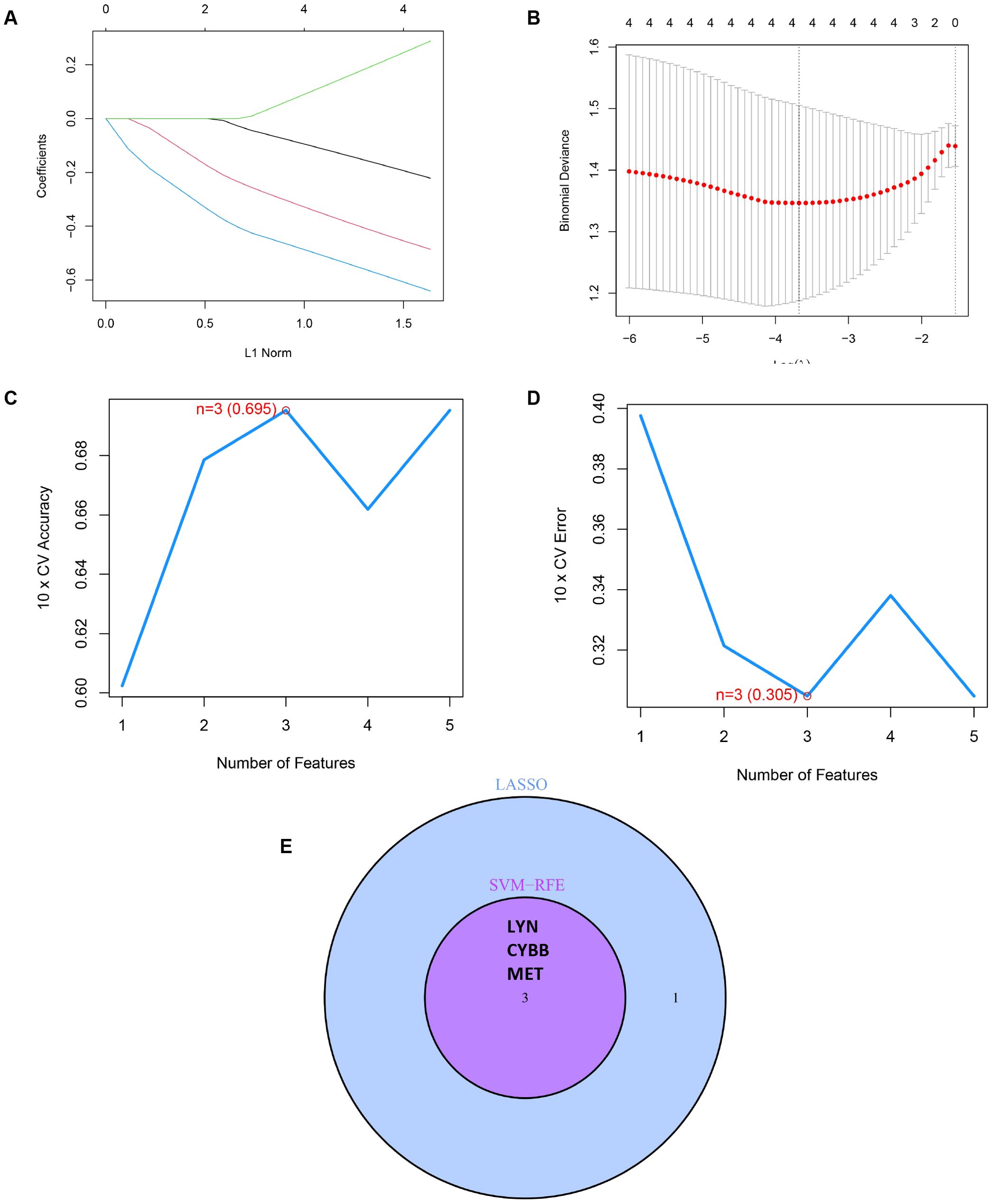 Five-panel image consisting of different graphs. Panel A: LASSO coefficient paths across L1 Norms. Panel B: Binomial deviance plot with red dots and error bars. Panel C: Plot of 10-fold cross-validation accuracy versus number of features. Panel D: Plot of 10-fold cross-validation error versus number of features. Panel E: Venn diagram showing overlapping results between LASSO and SVM-RFE with three common genes: LYN, CYBB, MET.