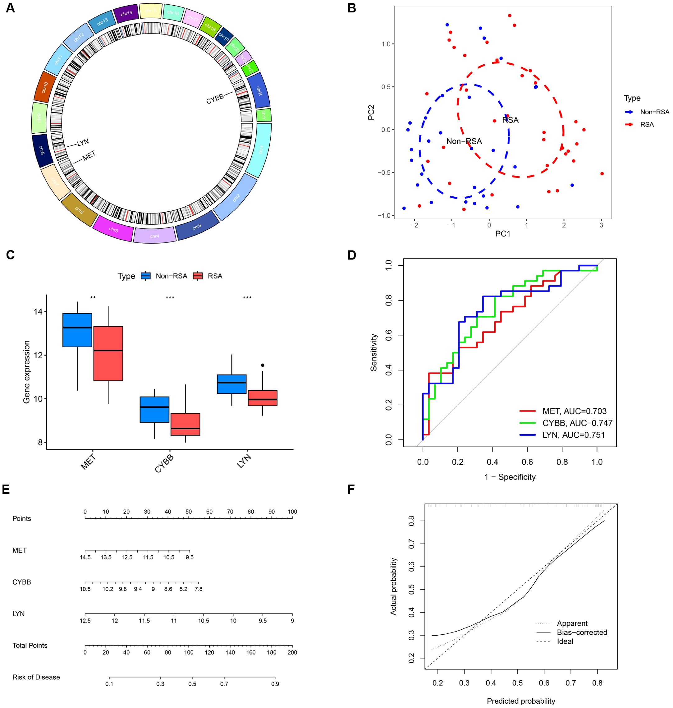 A composite image with six panels showing genetic analysis and prediction models: (A) Circular plot displaying gene locations on chromosomes. (B) Scatter plot of principal component analysis differentiating RSA and Non-RSA types. (C) Box plots of gene expression levels for MET, CYBB, and LYN, comparing RSA and Non-RSA groups. (D) ROC curves showing sensitivity and specificity for MET, CYBB, and LYN gene markers with respective AUC values. (E) Nomogram illustrating points assigned to MET, CYBB, and LYN for disease risk assessment. (F) Calibration plot comparing predicted and actual probabilities of disease risk.