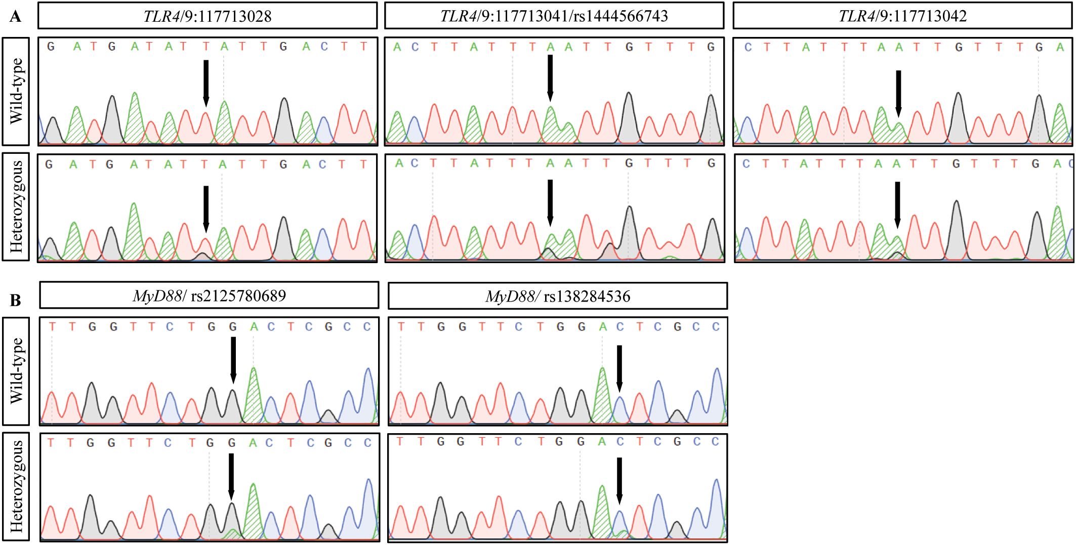Genetic sequencing results displayed as chromatograms. Panel A: Three sequences for TLR4 are shown. Each has wild-type and heterozygous variants, indicated by arrows at specific base pairs. Panel B: Two sequences for MyD88 show similar comparisons with wild-type and heterozygous variations marked by arrows. Sequences consist of colored peaks representing nucleotides: green (A), red (T), blue (C), and black (G).