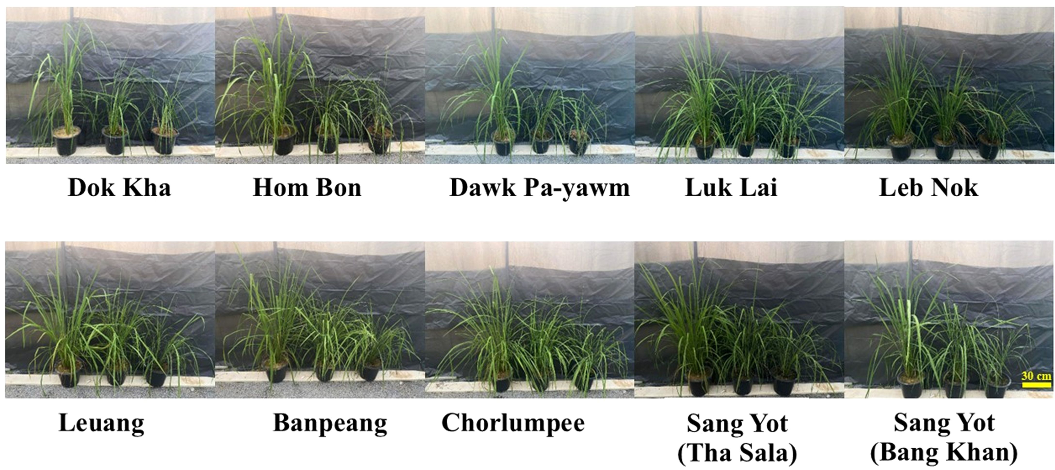 Various rice varieties in pots are displayed in two rows. The top row features Dok Kha, Hom Bon, Dawk Pa-yawm, Luk Lai, and Leb Nok, while the bottom row includes Leuang, Banpeang, Chorlumpee, Sang Yot (Tha Sala), and Sang Yot (Bang Khan). Each variety is distinctly labeled.