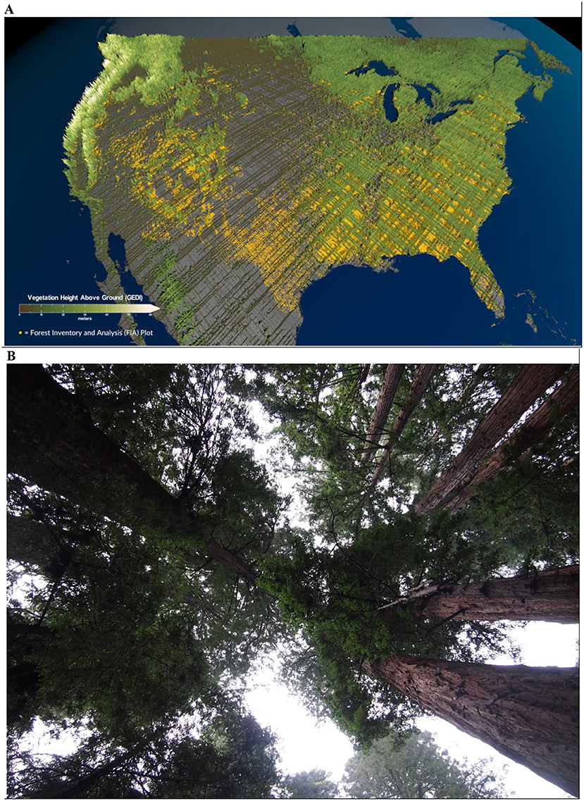 (A) Map of the United States depicting vegetation height above ground. Green to yellow gradient highlights varying vegetation density, with green areas indicating denser growth. The legend notes measurements in meters. (B) Looking up at tall redwood trees with thick trunks and dense green foliage. The sky is visible through gaps in the canopy, creating a natural, serene atmosphere.