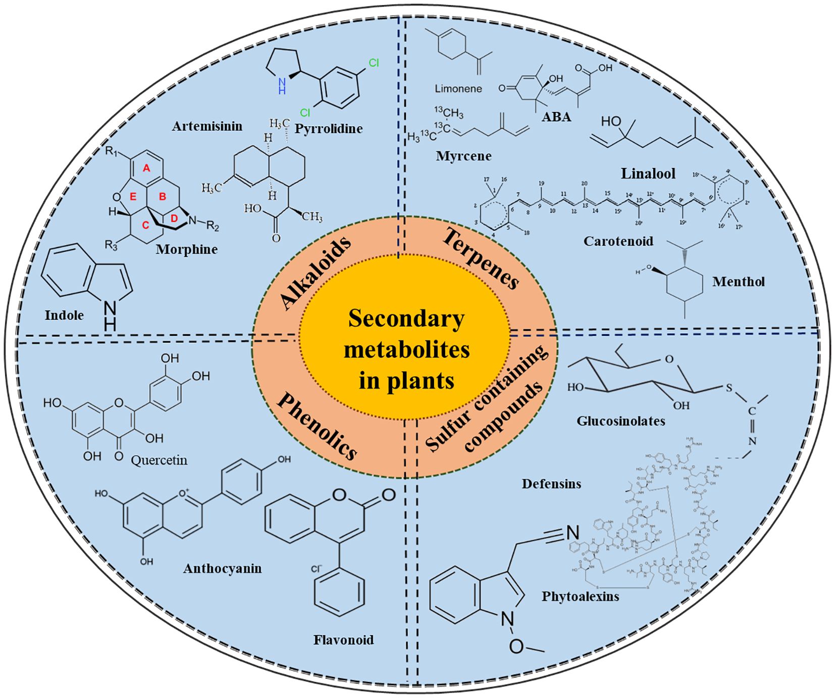 Diagram of secondary metabolites in plants divided into four categories: alkaloids, terpenes, phenolics, and sulfur containing compounds. Each section shows examples with chemical structures: alkaloids include artemisinin and morphine; terpenes feature limonene and menthol; phenolics present quercetin and flavonoid; sulfur containing compounds illustrate glucosinolates and phytoalexins. Central circle labeled “Secondary metabolites in plants.