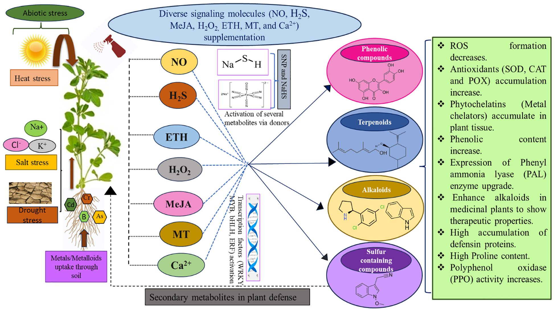 Infographic depicting plant responses to abiotic stress, like heat, salt, and drought, through signaling molecules such as nitric oxide, hydrogen sulfide, and calcium. These molecules activate secondary metabolites like phenolic compounds, terpenoids, alkaloids, and sulfur compounds. Effects include decreased reactive oxygen species, increased antioxidants, phenolic content, and polyphenol oxidase activity, enhanced alkaloid properties, higher proline, and defensin proteins. Activation mechanisms via donors and transcription factors are highlighted.
