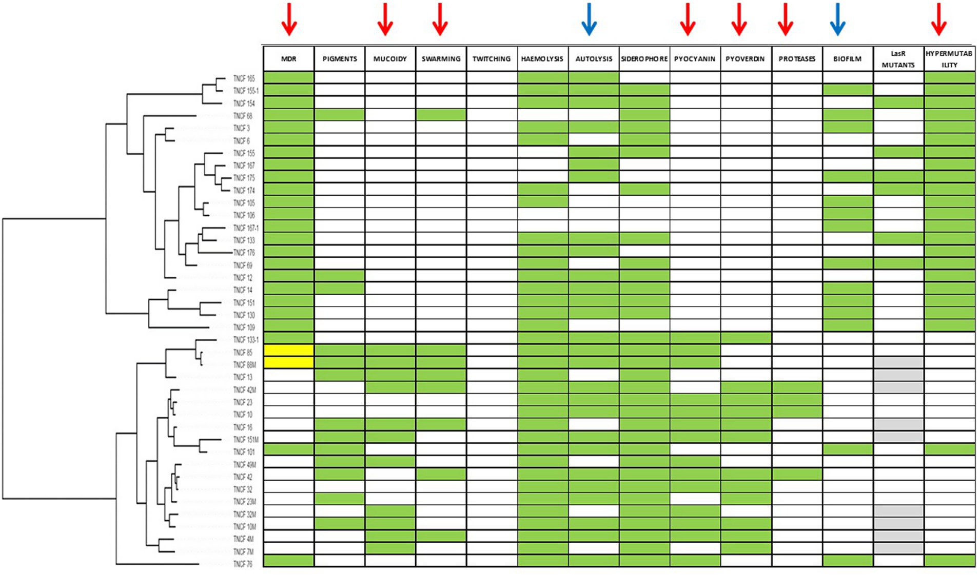 Clustered heatmap showing various traits across different samples labeled TNCF. Rows represent individual samples, and columns represent traits like MDR, pigments, mucoidy, and others. Cells are colored green, yellow, or grey to indicate the presence or absence of traits, with red and blue arrows highlighting specific traits.