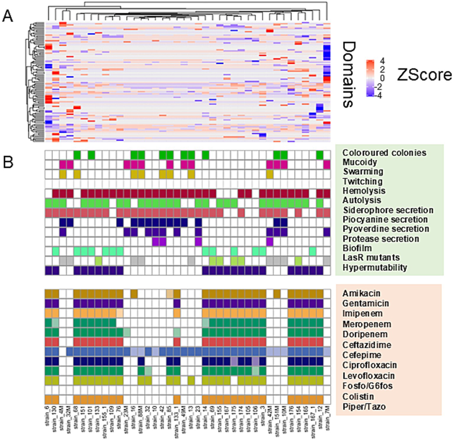 Heatmap and chart displaying genetic and phenotypic characteristics of various strains. Panel A shows a hierarchical clustering heatmap with z-scores, ranging from blue (low) to red (high). Panel B displays phenotypic traits like swarming and hemolysis in green and brown, and antibiotic resistance in a colored grid format. A legend on the right details phenotypic traits and antibiotics.
